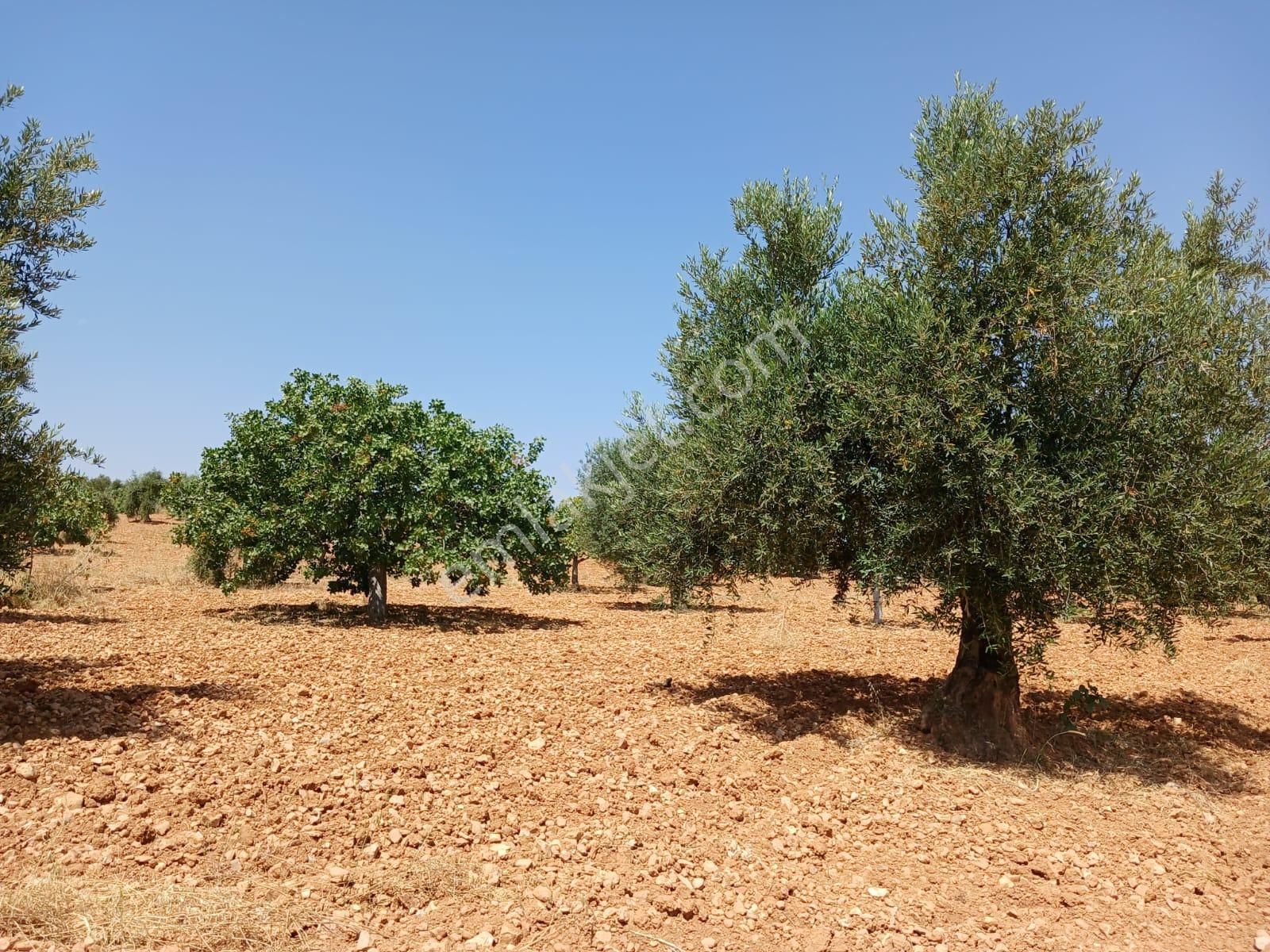 Satılık Fıstık Ve Zeytin Ağaçlı, Ana Yola Yakın Verimli Arazi - Görsel 12