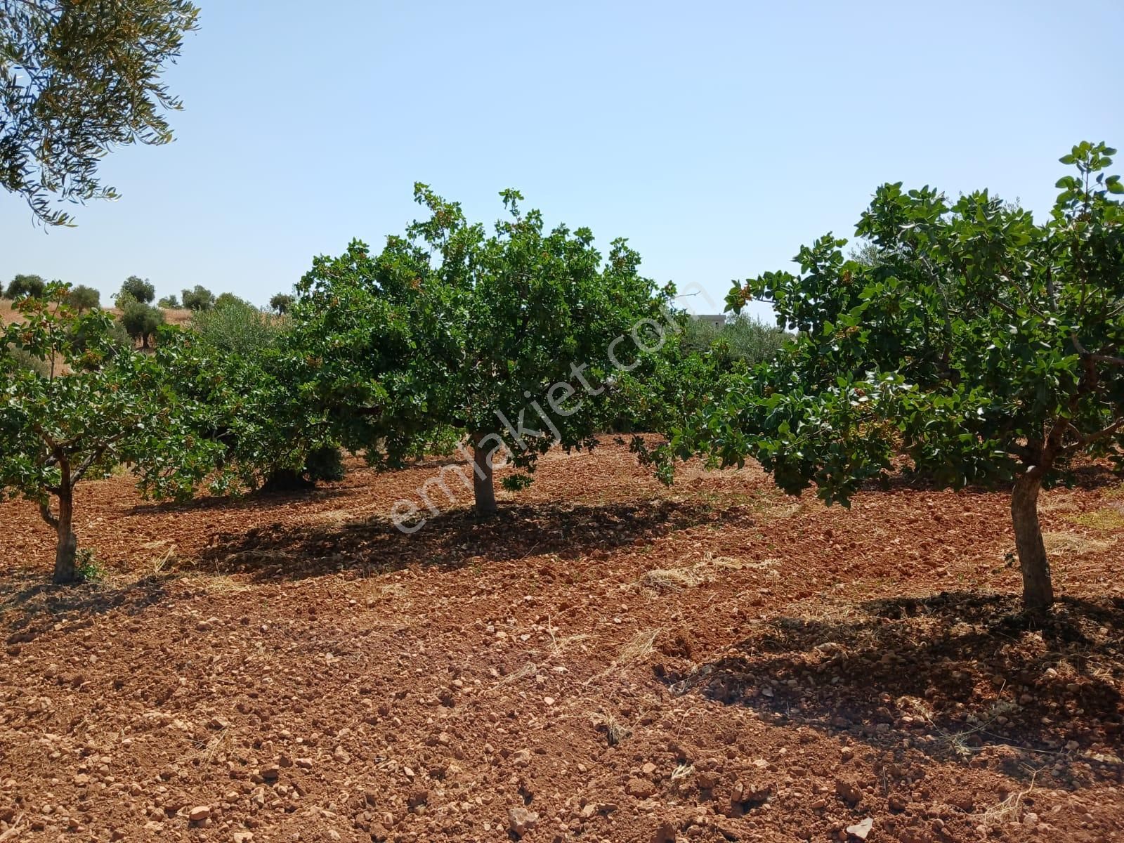 Satılık Fıstık Ve Zeytin Ağaçlı, Ana Yola Yakın Verimli Arazi - Görsel 9