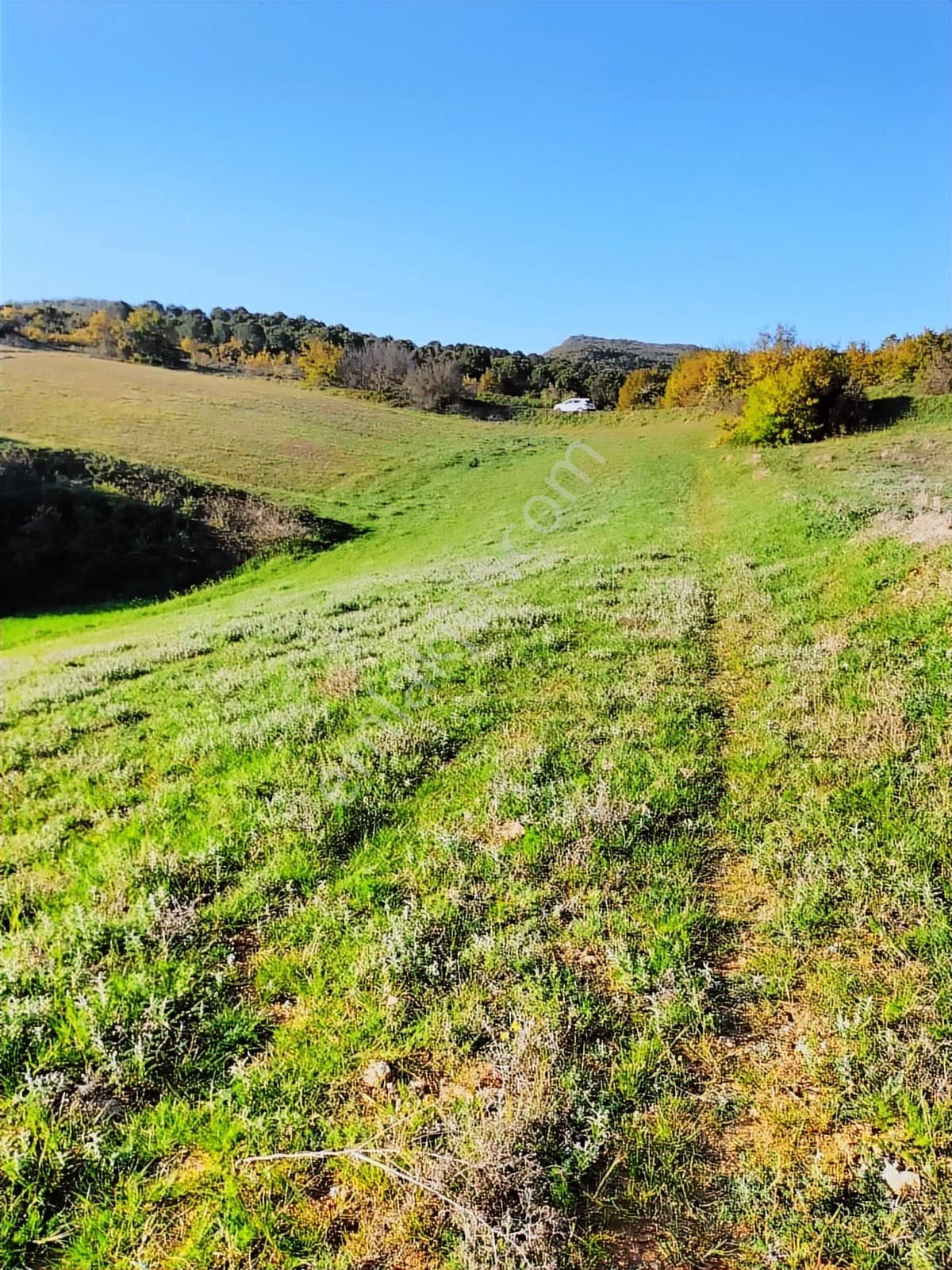 Bursa Yenişehir Kavaklı Bağlar Mevki Satılık Tarla - Görsel 15