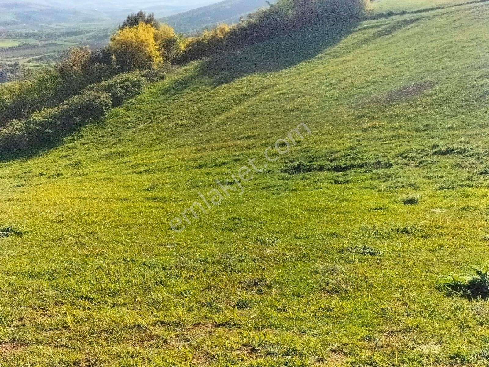 Bursa Yenişehir Kavaklı Bağlar Mevki Satılık Tarla - Görsel 12