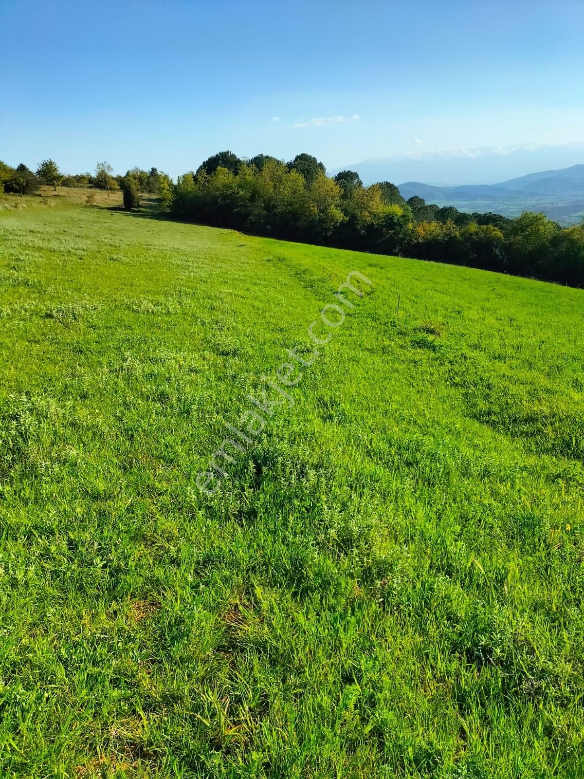Bursa Yenişehir Kavaklı Bağlar Mevki Satılık Tarla - Görsel 7