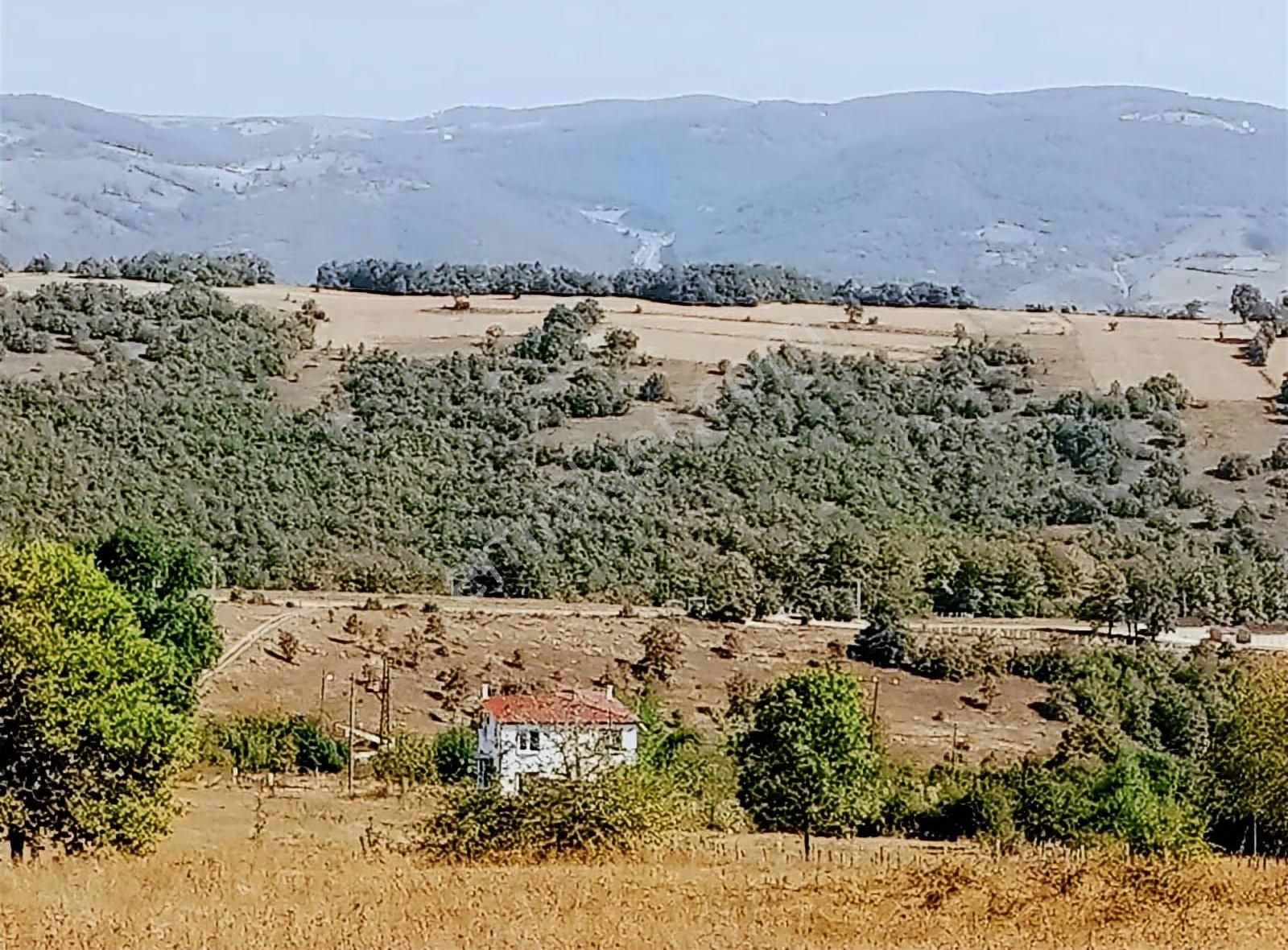 Erlife Den Çakallı Da Satılık Tarla - Görsel 8