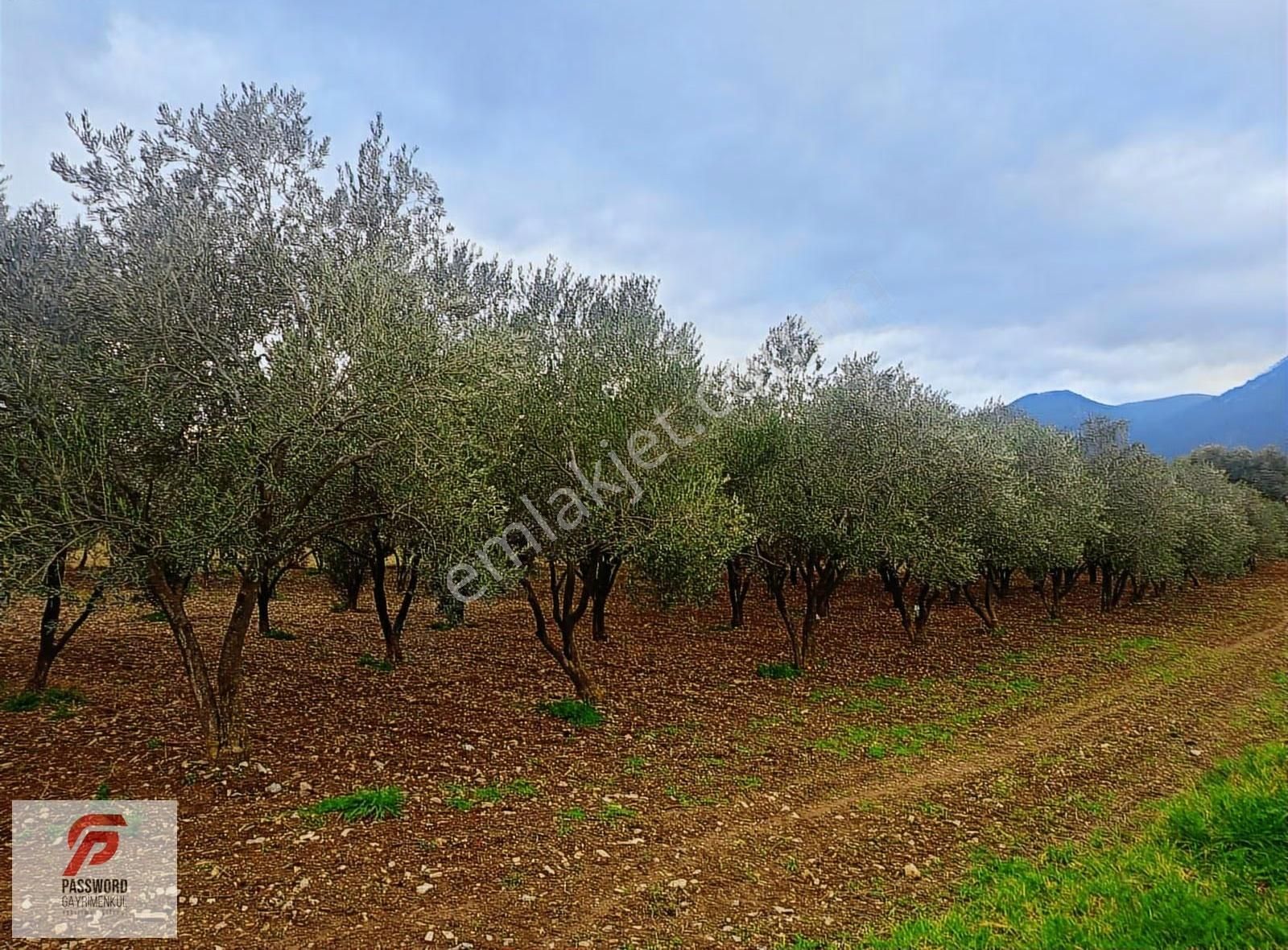Kemalpaşa Vişneli'de Yatırımlık Zeytinli Tarla - Görsel 6