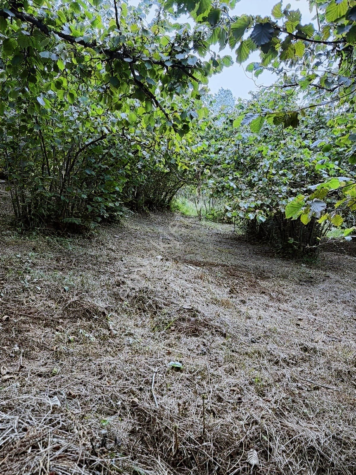 Ordu/perşembe/bekirlide 1 Dönüm Fındık Bahçesi - Görsel 3