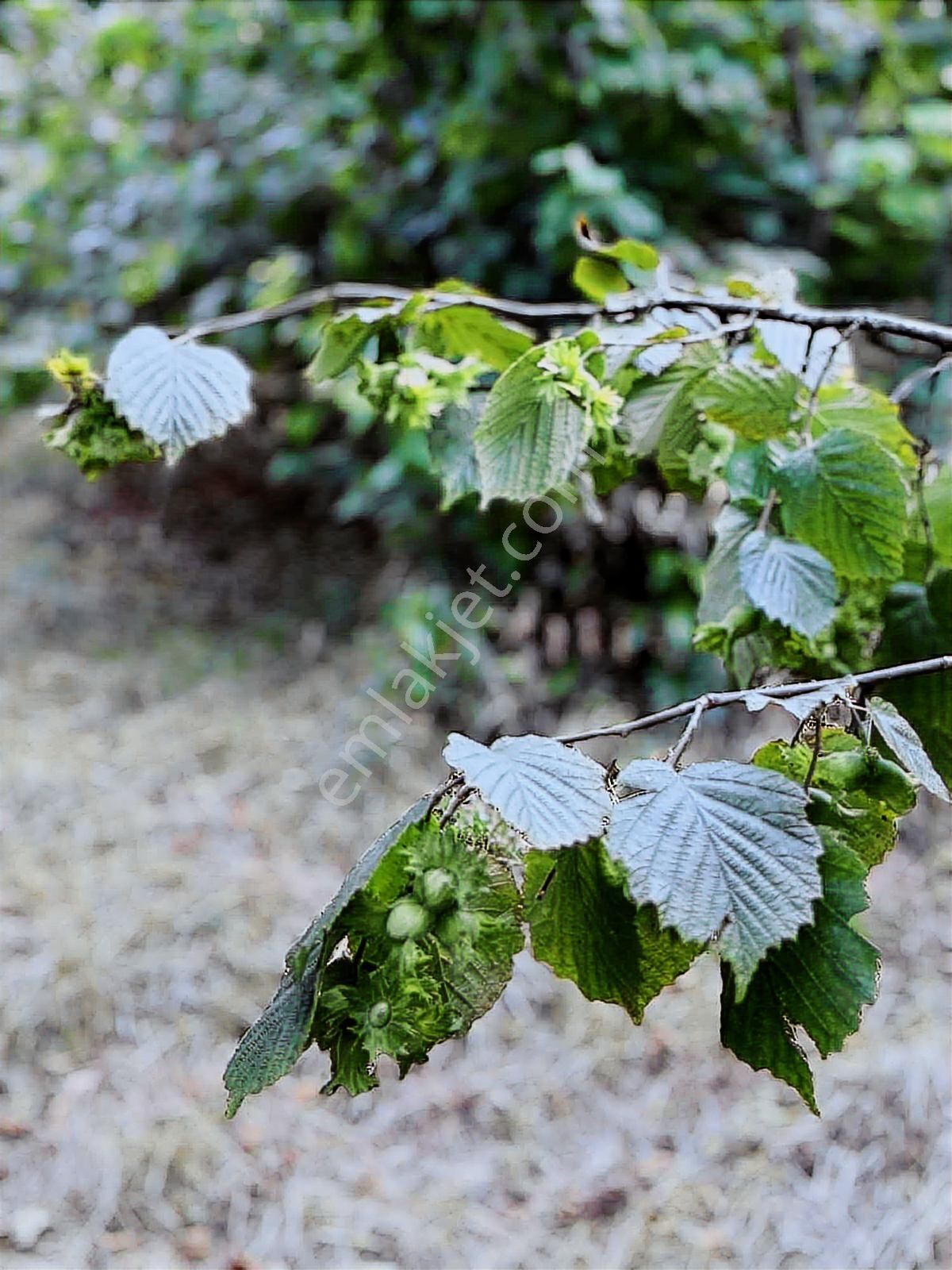 Ordu/perşembe/bekirlide 1 Dönüm Fındık Bahçesi - Görsel 8