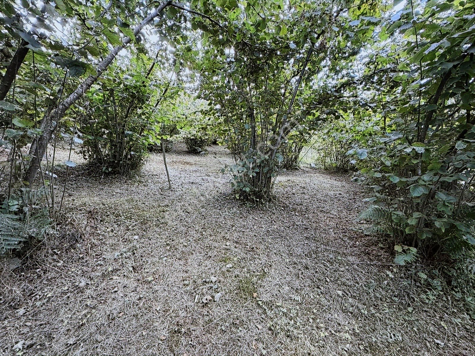 Ordu/perşembe/bekirlide 1 Dönüm Fındık Bahçesi - Görsel 2