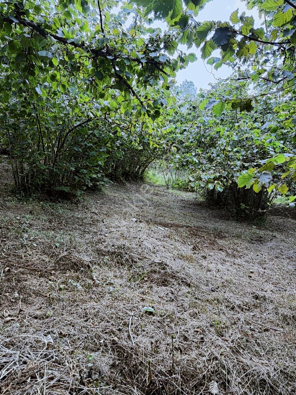 Ordu/perşembe/bekirlide 1 Dönüm Fındık Bahçesi - Görsel 15