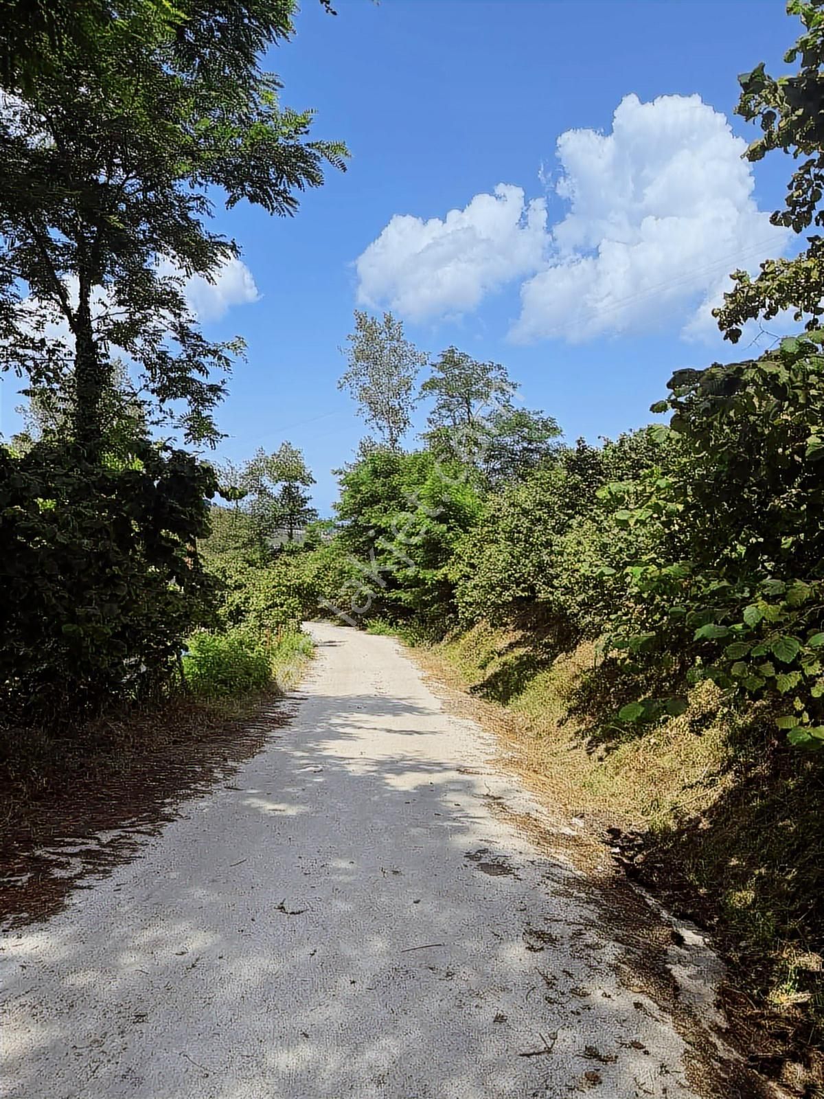 Ordu/perşembe/bekirlide 1 Dönüm Fındık Bahçesi - Görsel 21