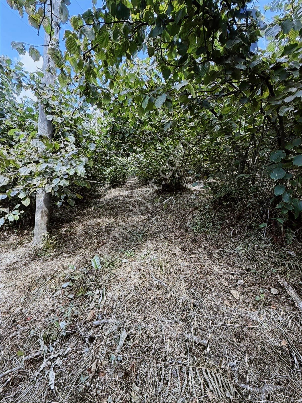 Ordu/perşembe/bekirlide 1 Dönüm Fındık Bahçesi - Görsel 24