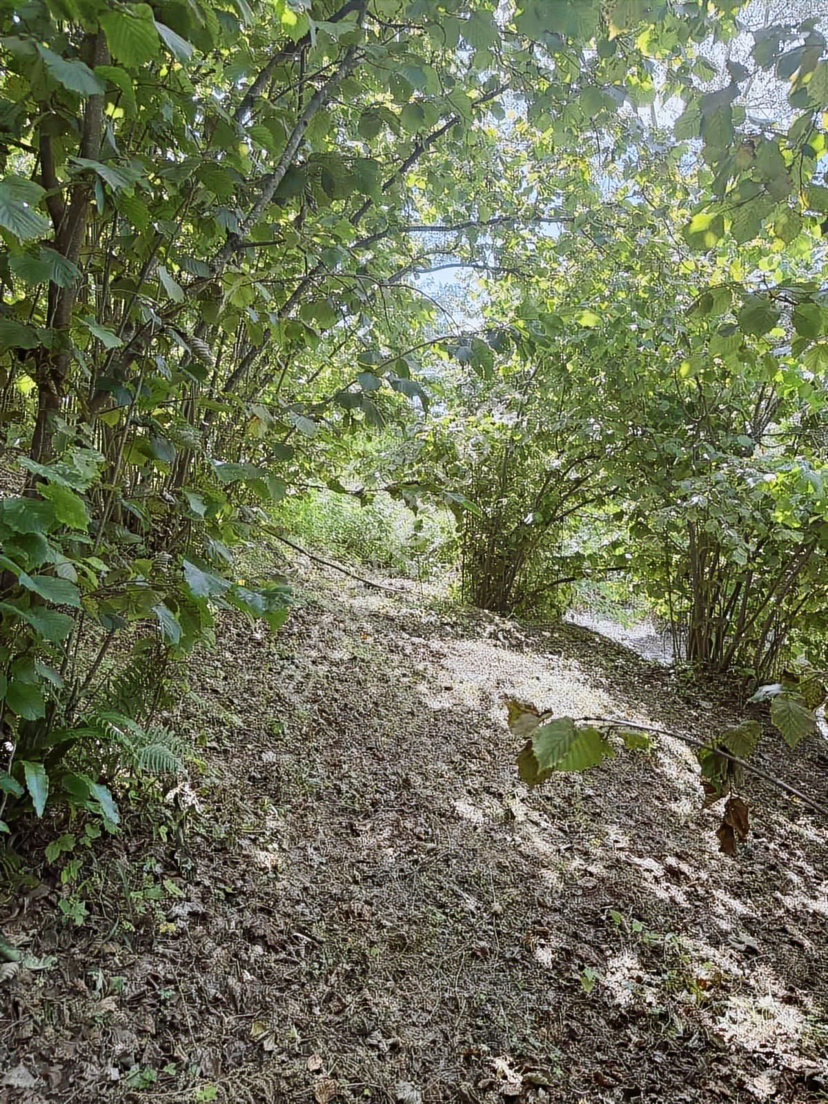 Ordu/perşembe/bekirlide 1 Dönüm Fındık Bahçesi - Görsel 22