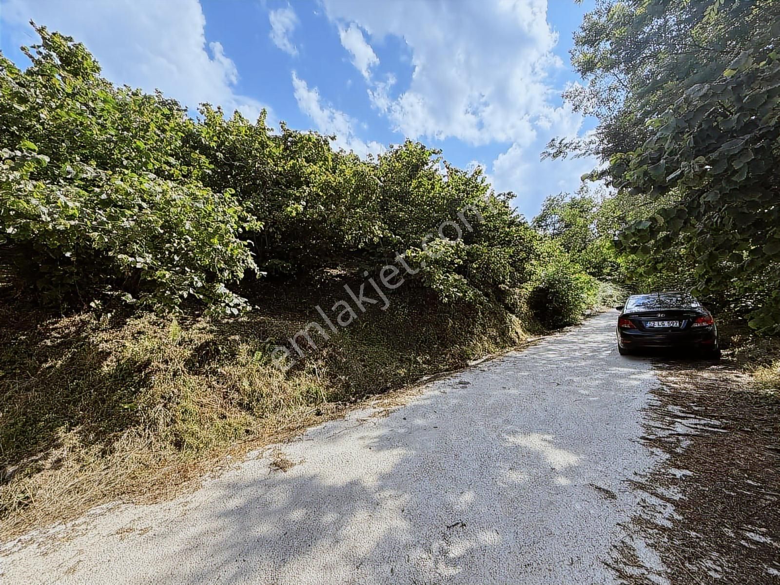 Ordu/perşembe/bekirlide 1 Dönüm Fındık Bahçesi