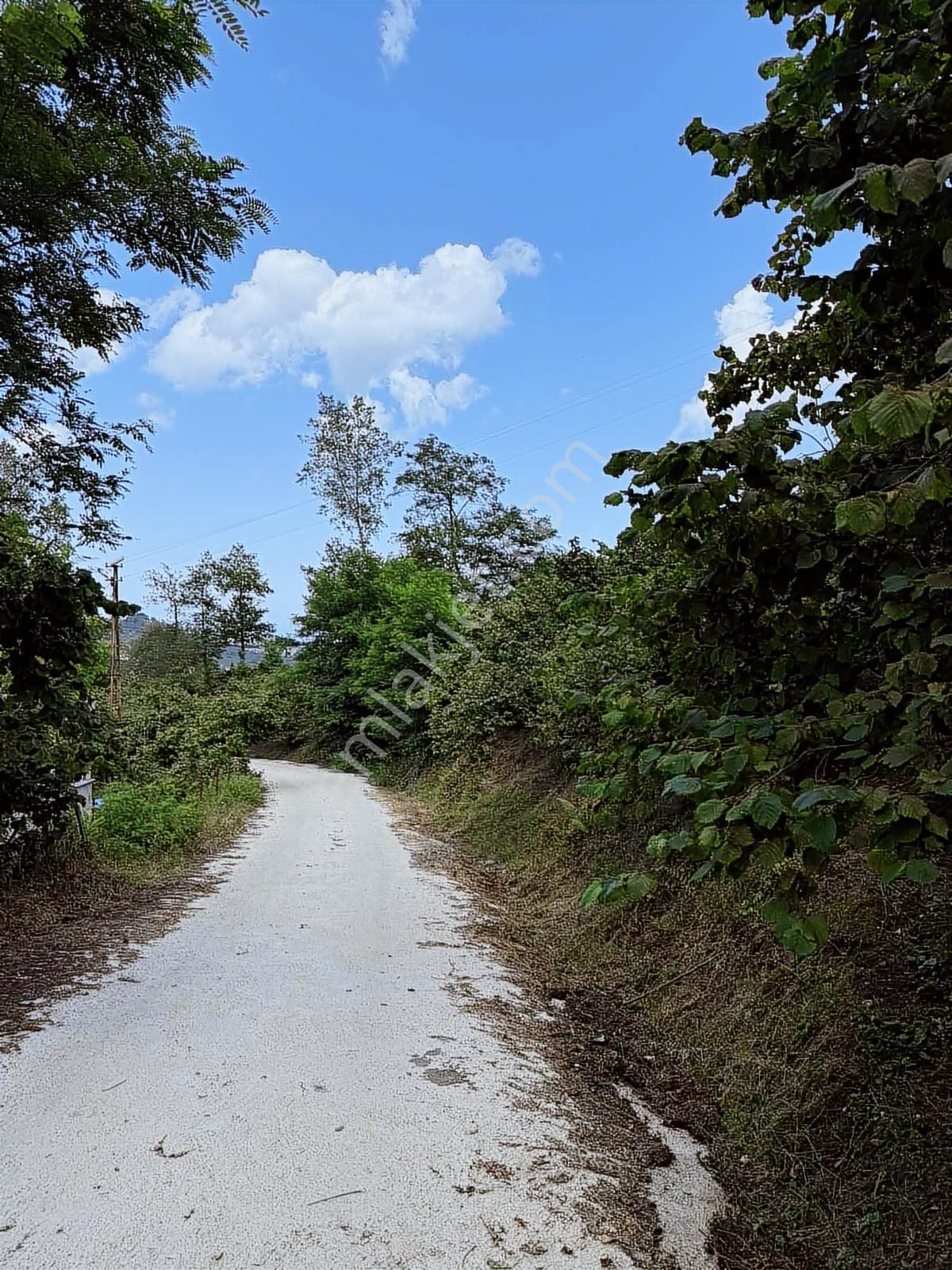 Ordu/perşembe/bekirlide 1 Dönüm Fındık Bahçesi - Görsel 14