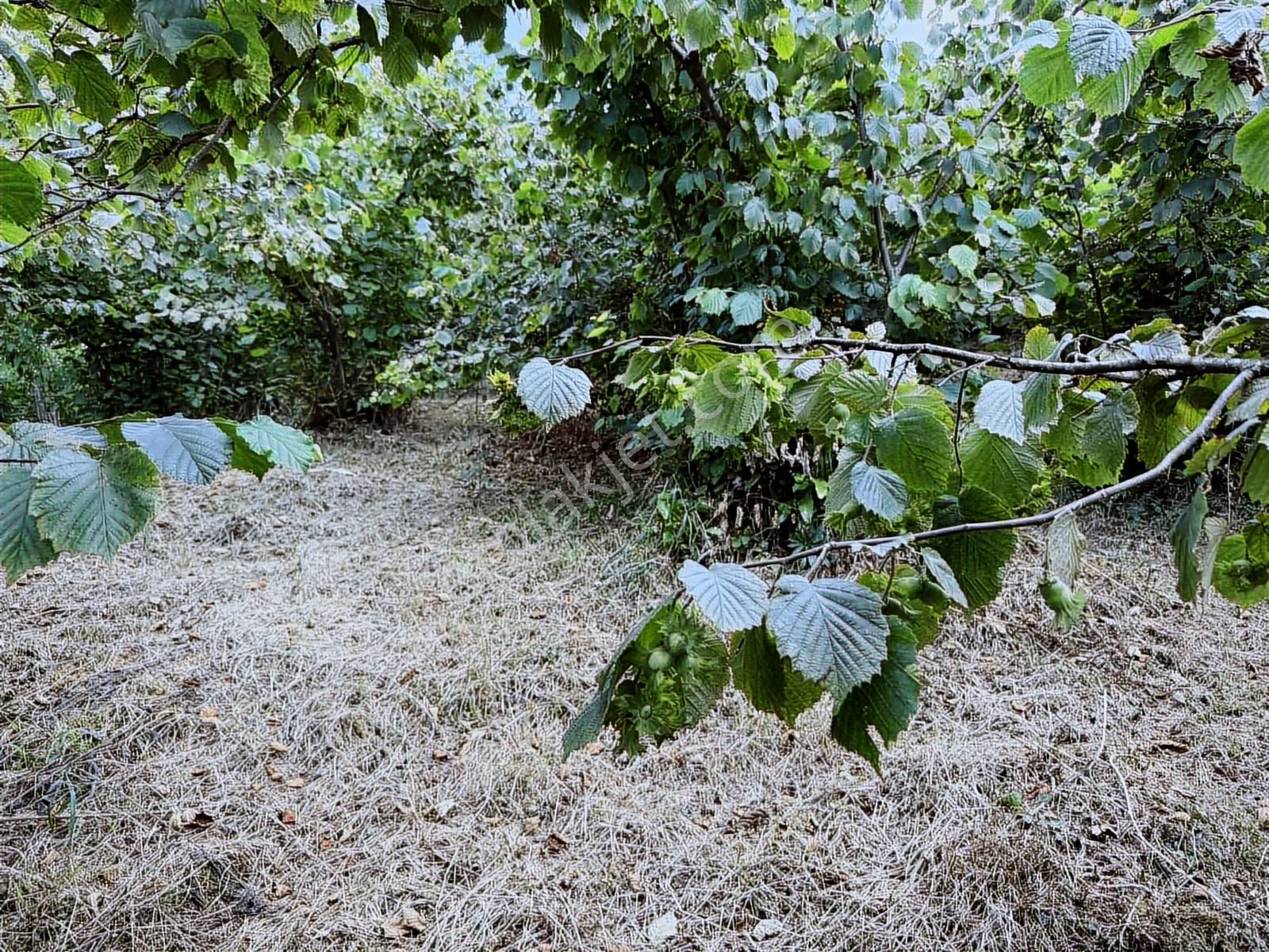 Ordu/perşembe/bekirlide 1 Dönüm Fındık Bahçesi - Görsel 16