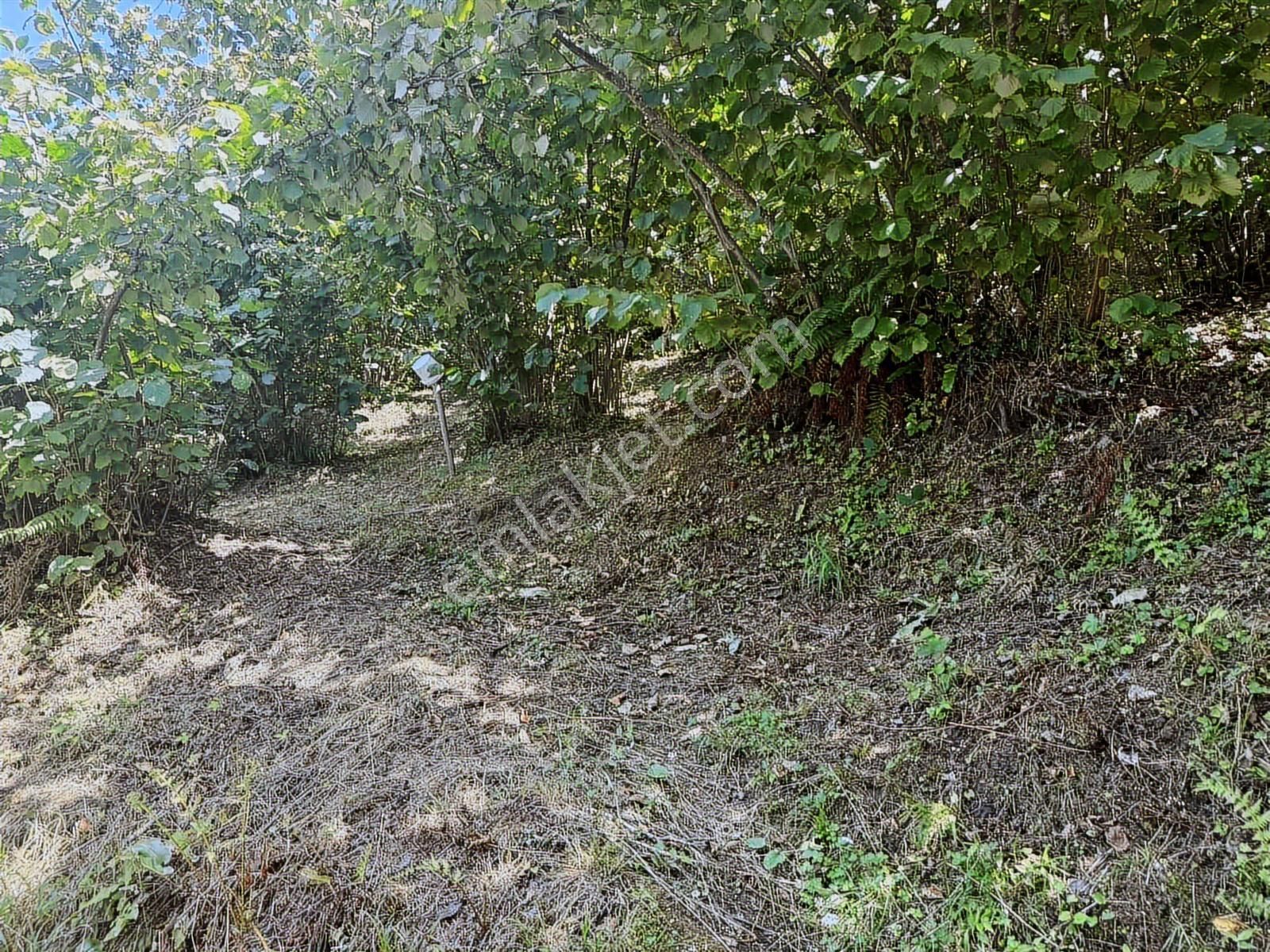 Ordu/perşembe/bekirlide 1 Dönüm Fındık Bahçesi - Görsel 25