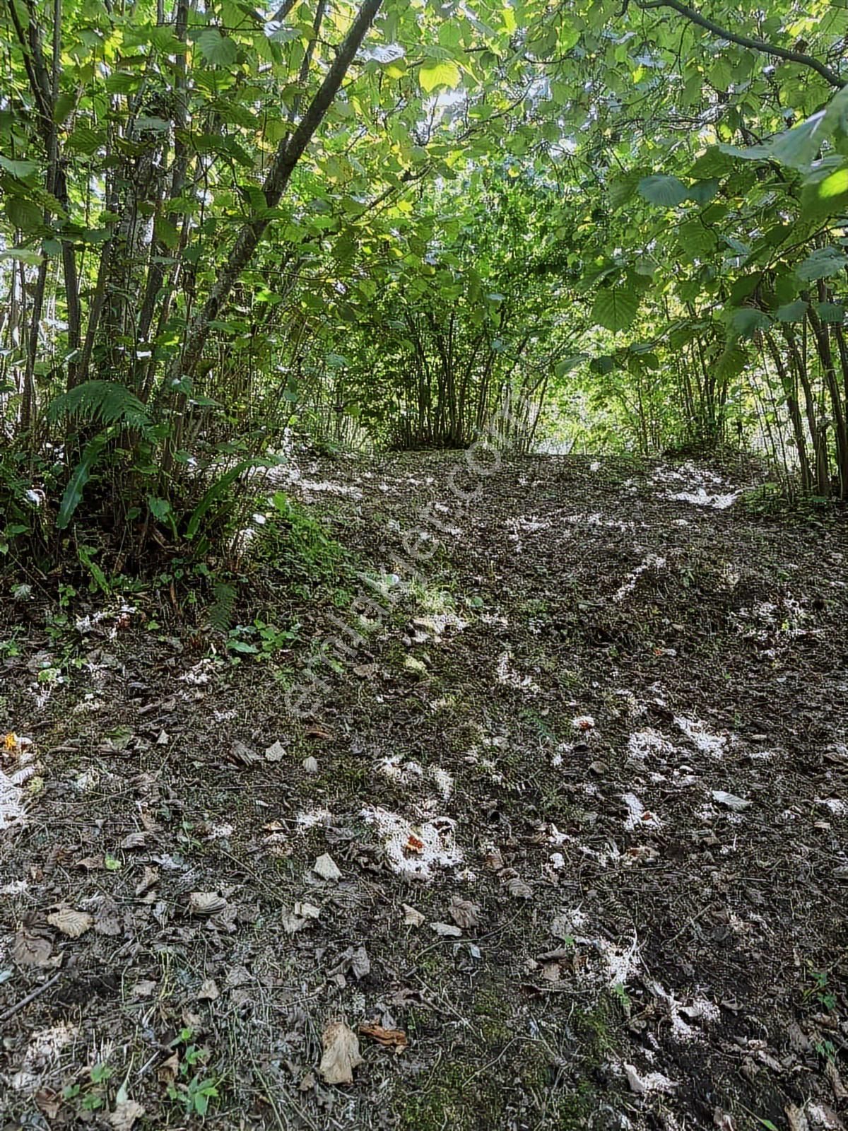 Ordu/perşembe/bekirlide 1 Dönüm Fındık Bahçesi - Görsel 19