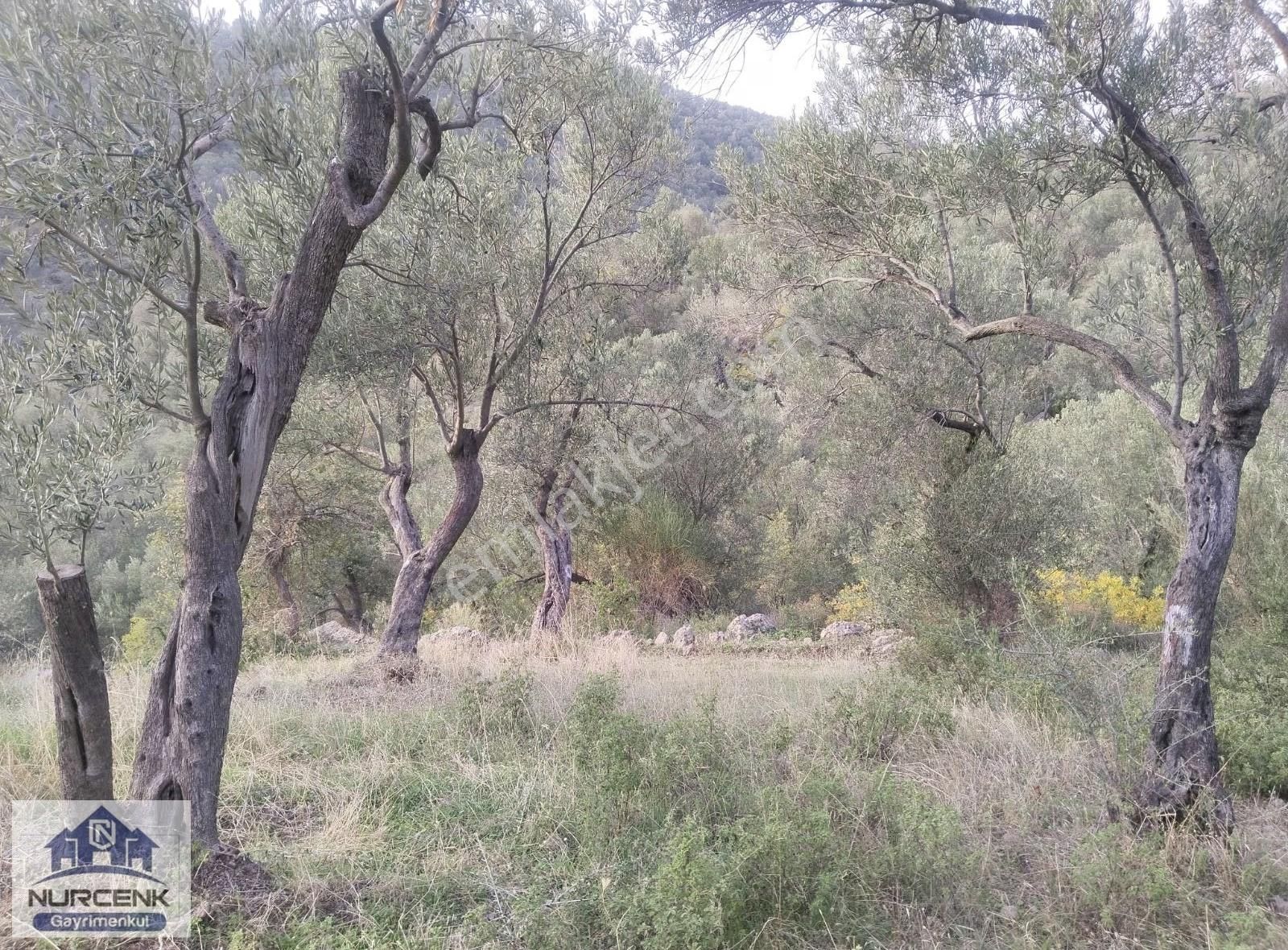 Balıkesir Burhaniye Kuyucakdaki Zeytinliğimiz Satılıktır - Görsel 5