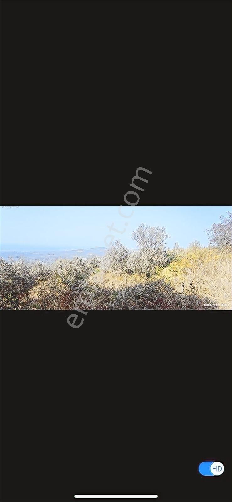 Bursa Mudanya Talatbeyde Satılık Deniz Manzaralı Zeytinlik