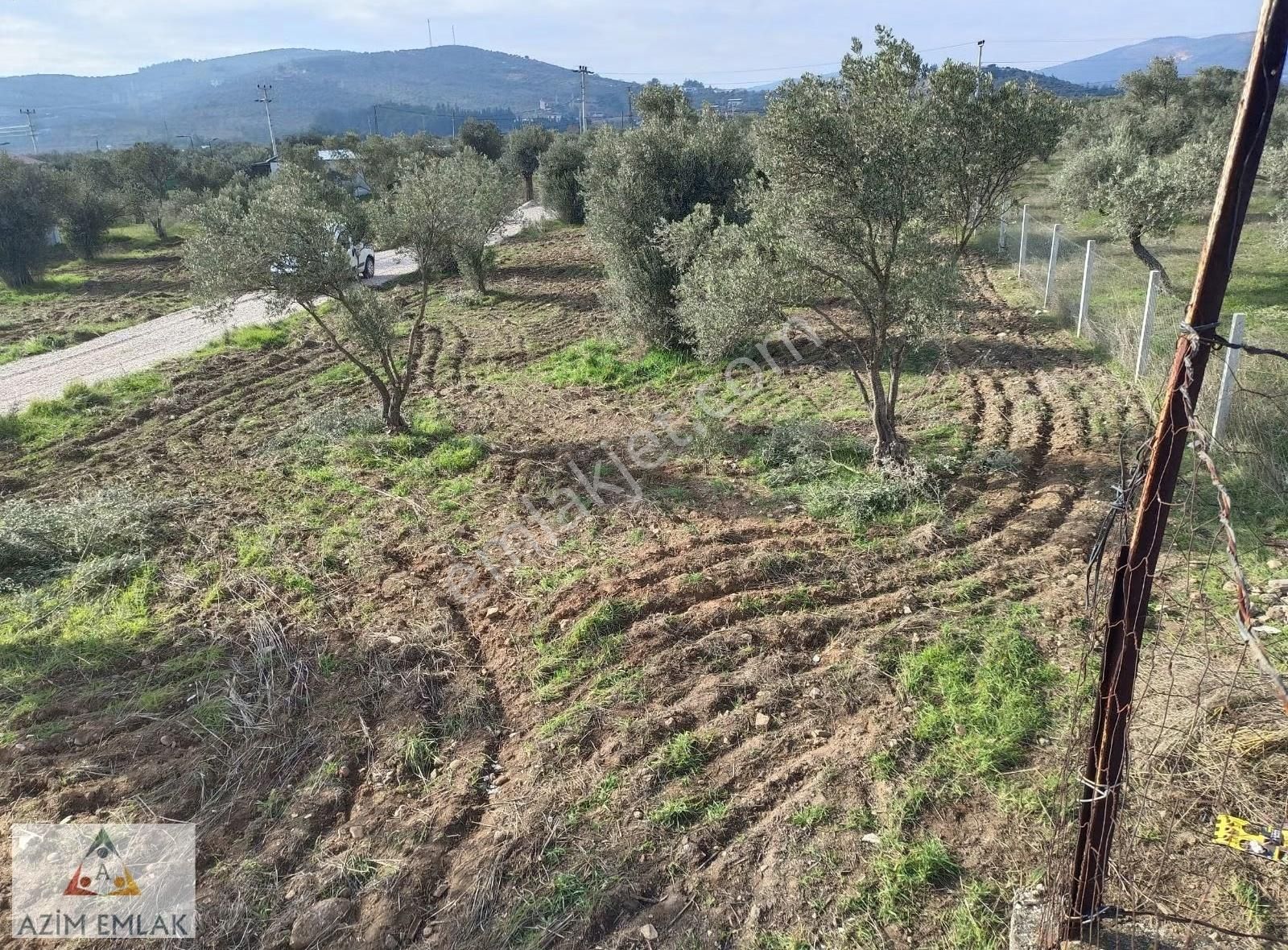 Dagkızılcada Satılık Bahçe - Görsel 5