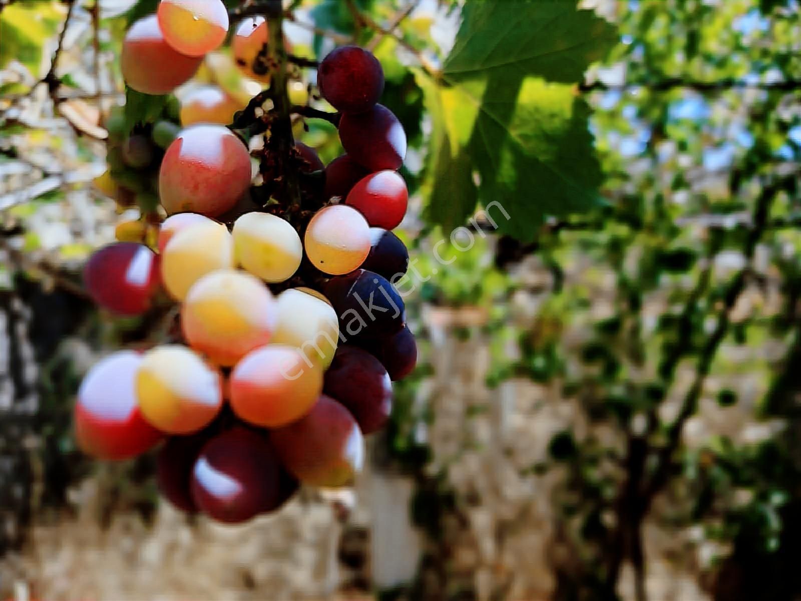 Eu Gayrimenkul'den Babakale Limanda Deniz Manzaralı Köy Evi - Görsel 31