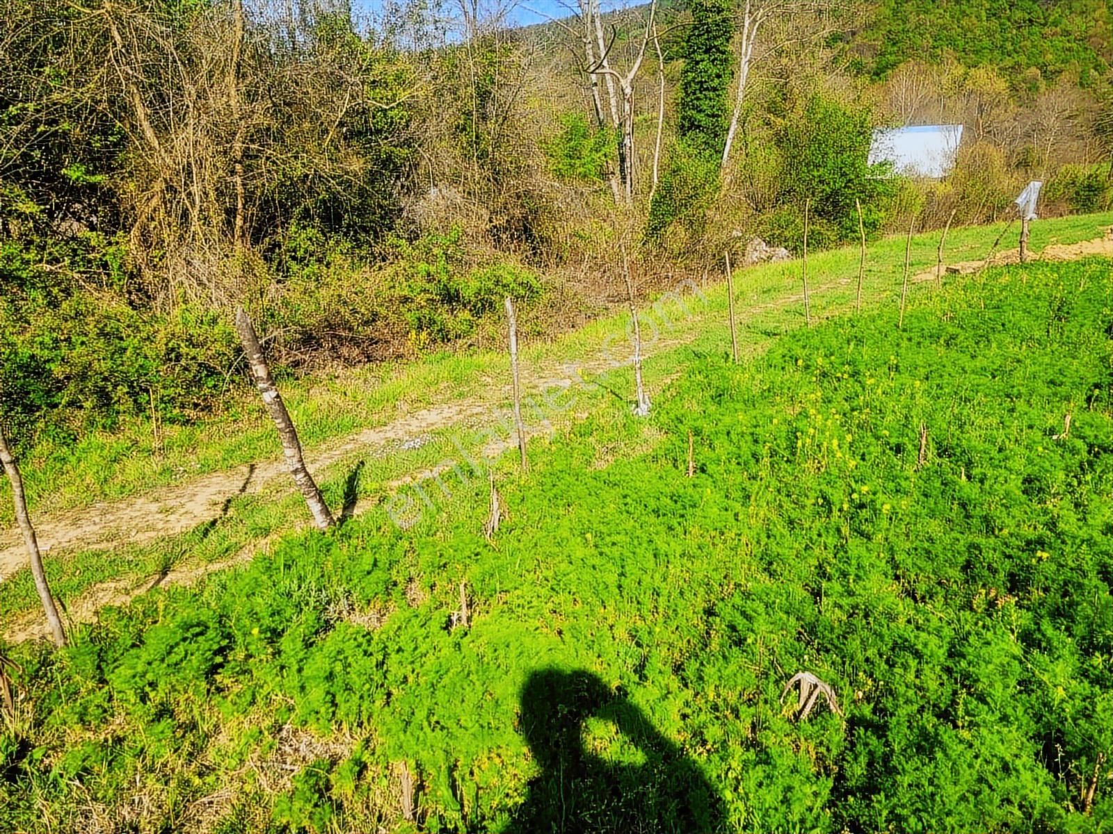 Harika Konumda, Dümdüz, Fırsat Arazi, Doğanın İçinde - Görsel 19