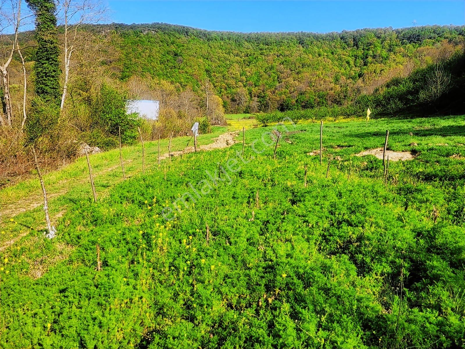 Harika Konumda, Dümdüz, Fırsat Arazi, Doğanın İçinde - Görsel 17