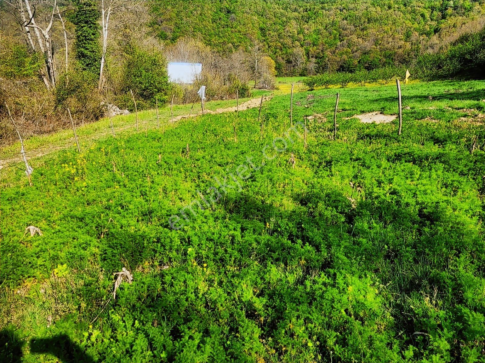 Harika Konumda, Dümdüz, Fırsat Arazi, Doğanın İçinde - Görsel 2