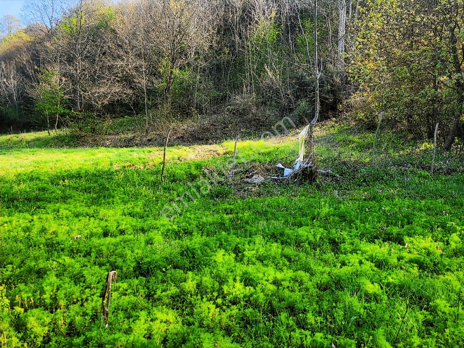 Harika Konumda, Dümdüz, Fırsat Arazi, Doğanın İçinde - Görsel 4