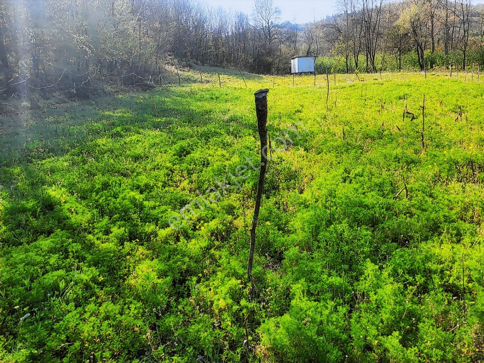 Harika Konumda, Dümdüz, Fırsat Arazi, Doğanın İçinde - Görsel 5