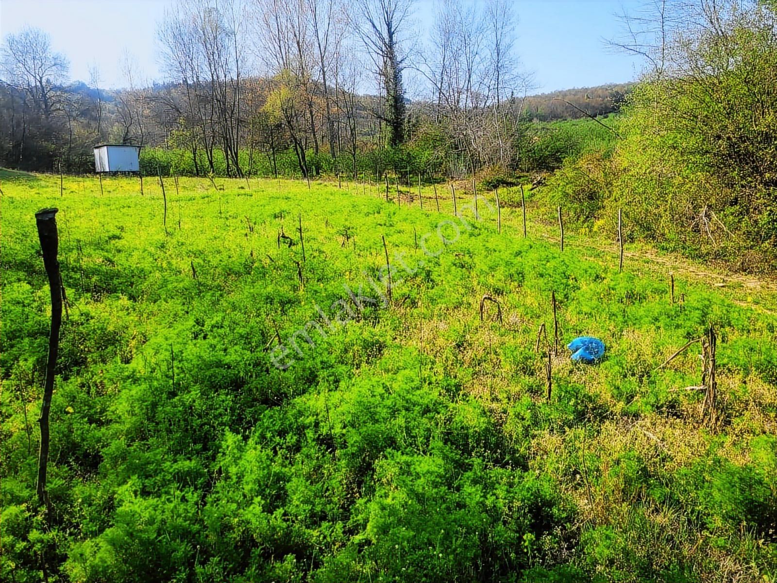 Harika Konumda, Dümdüz, Fırsat Arazi, Doğanın İçinde - Görsel 8