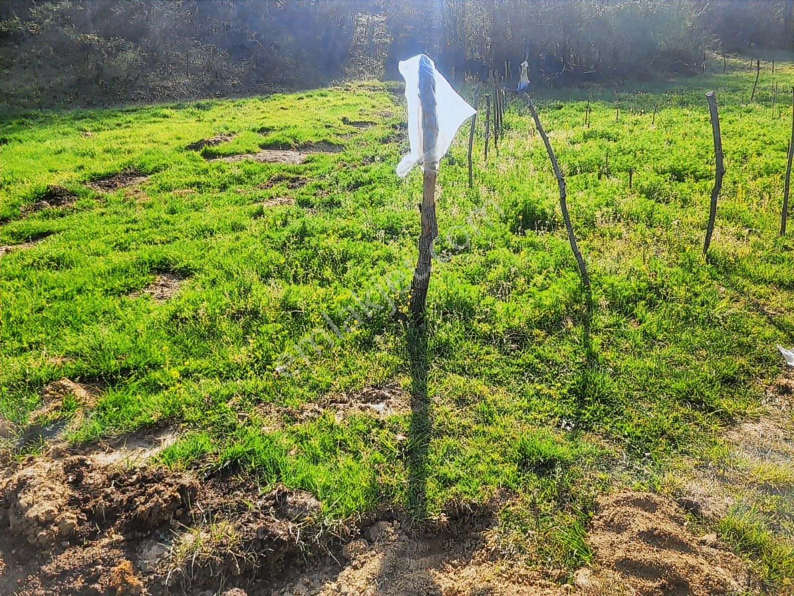 Harika Konumda, Dümdüz, Fırsat Arazi, Doğanın İçinde - Görsel 31