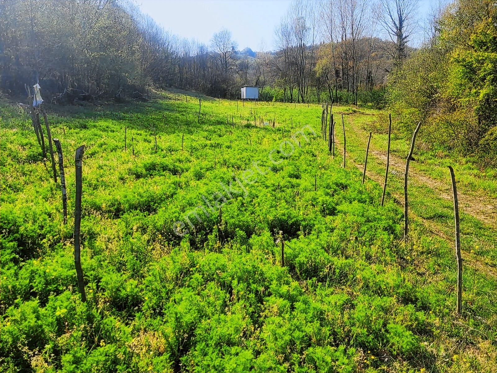 Harika Konumda, Dümdüz, Fırsat Arazi, Doğanın İçinde - Görsel 30