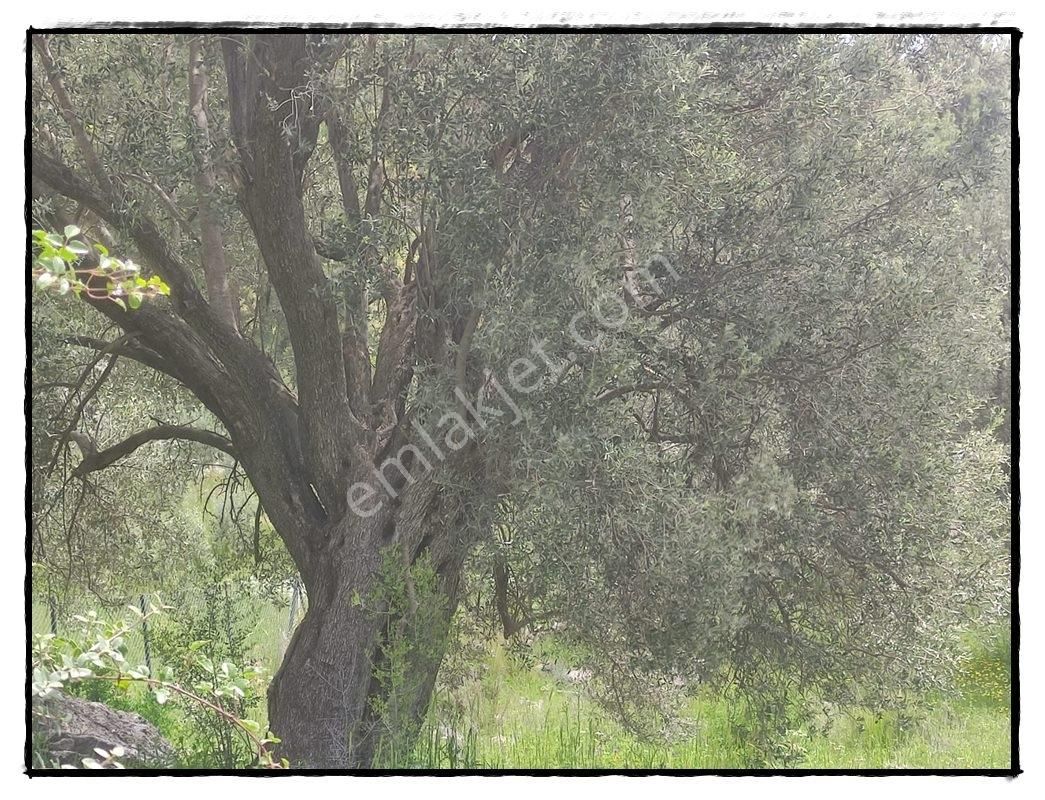 Fethiye Karaağaçta Satılık 979m2 Arsa - Görsel 6