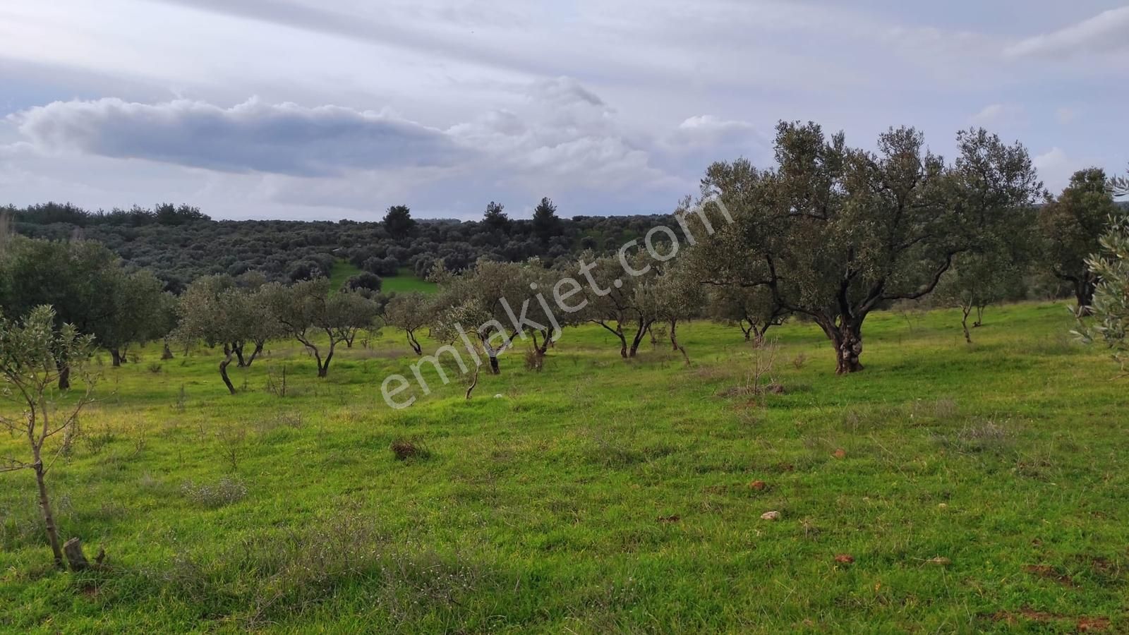 Torbalıyazıbaşın'da/evlerin Bitişiği/imarsınırında//14dönüm Arsa - Görsel 5