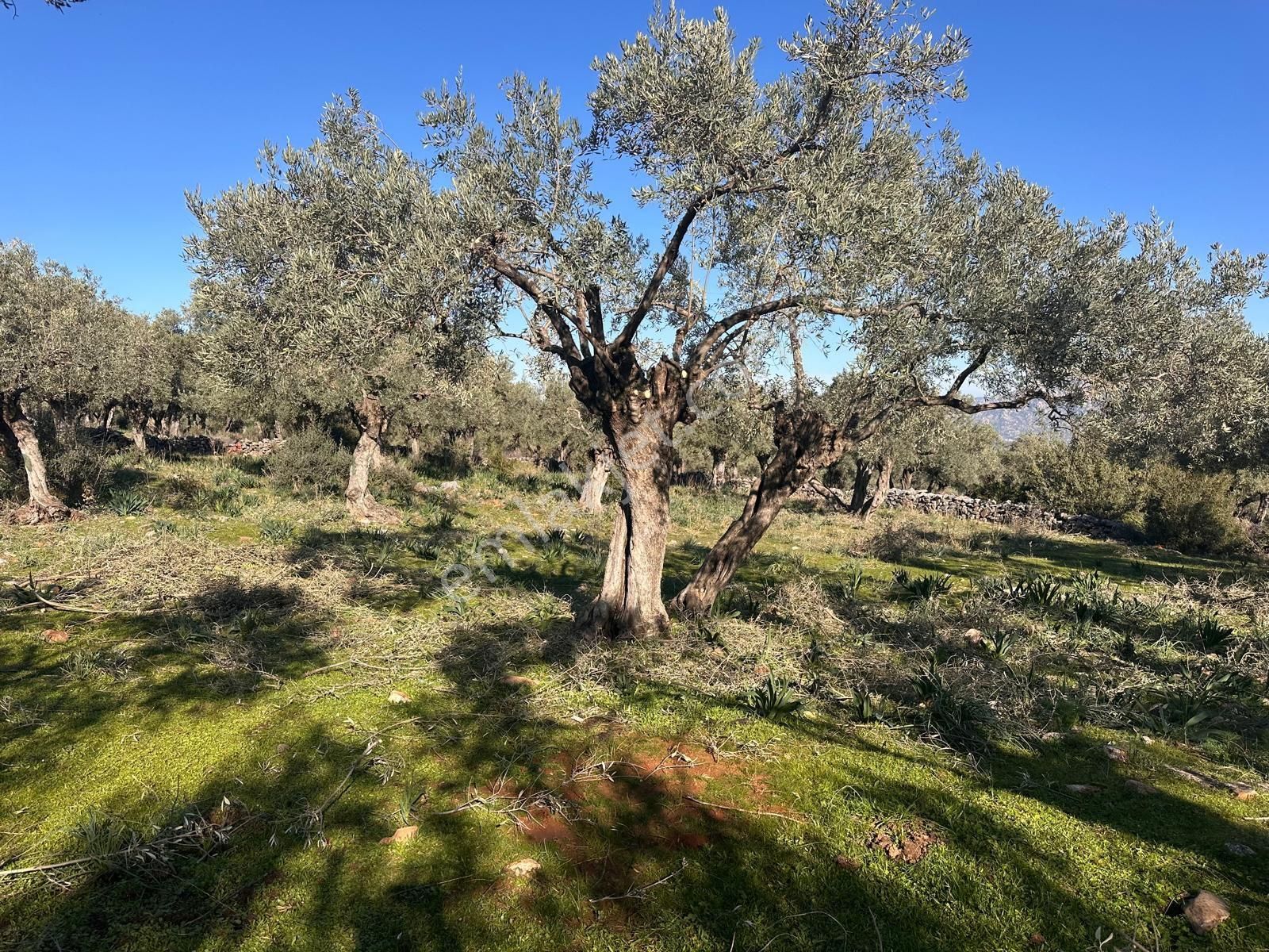 Deniz Gayrimenkul'den Milas Pınarcık'ta Satılık Zeytinlik - Görsel 6