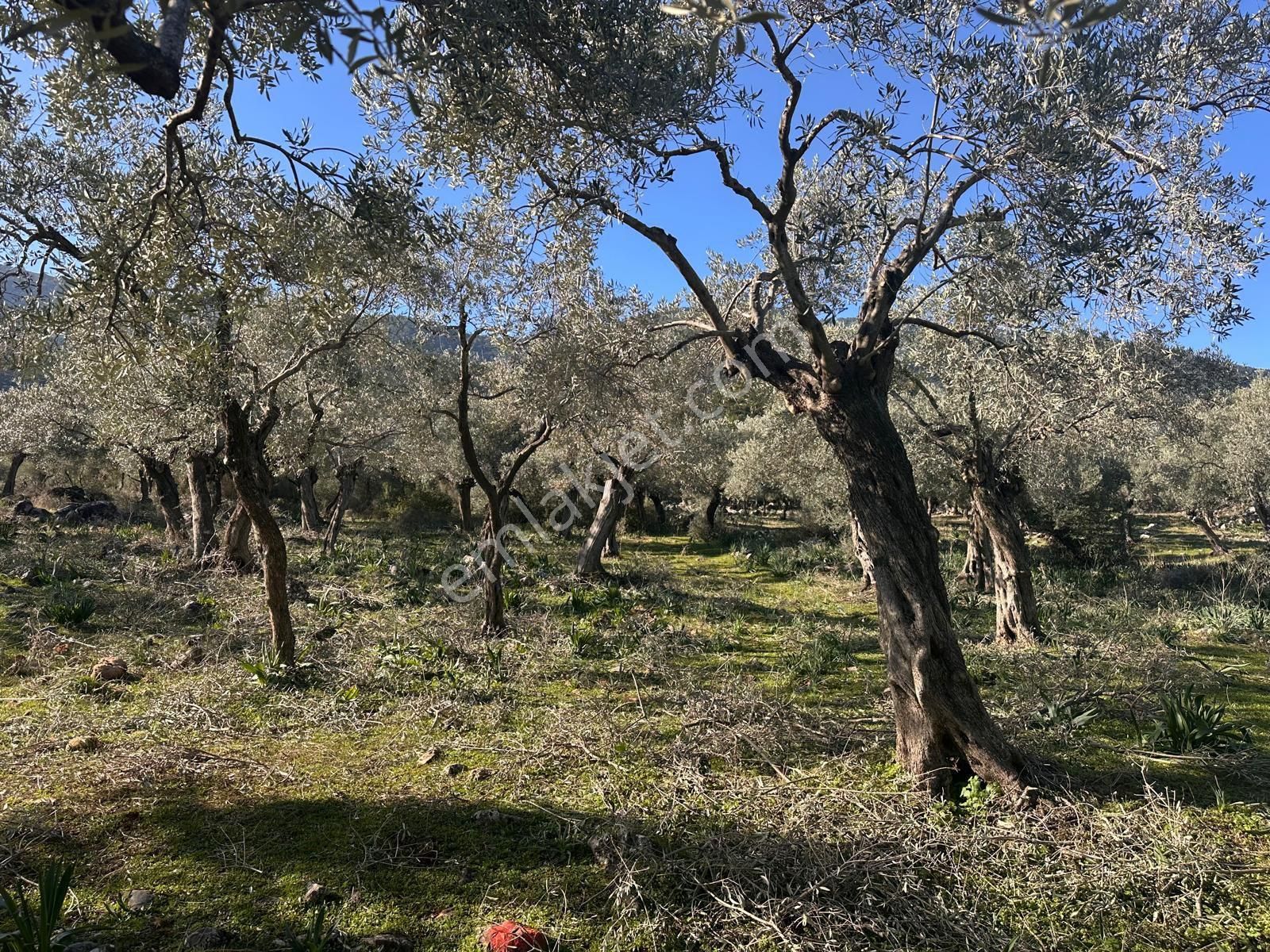 Deniz Gayrimenkul'den Milas Pınarcık'ta Satılık Zeytinlik - Görsel 4