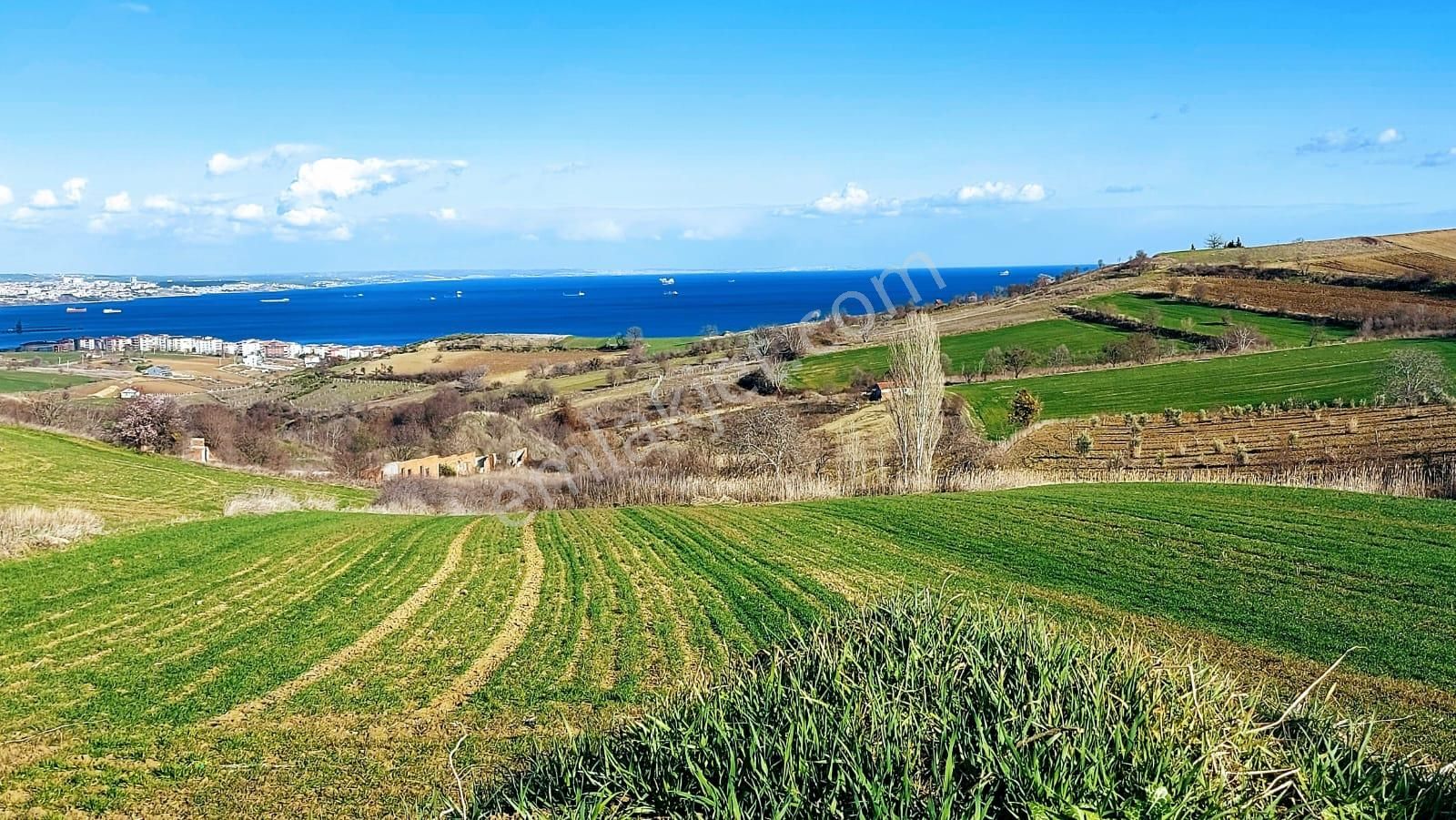 Tekirdağ Barbarosta Full Deniz Doğa Ve Şehir Manzara 8 Adet Villa Projesine Uygun Fırsat Arazi - Görsel 7