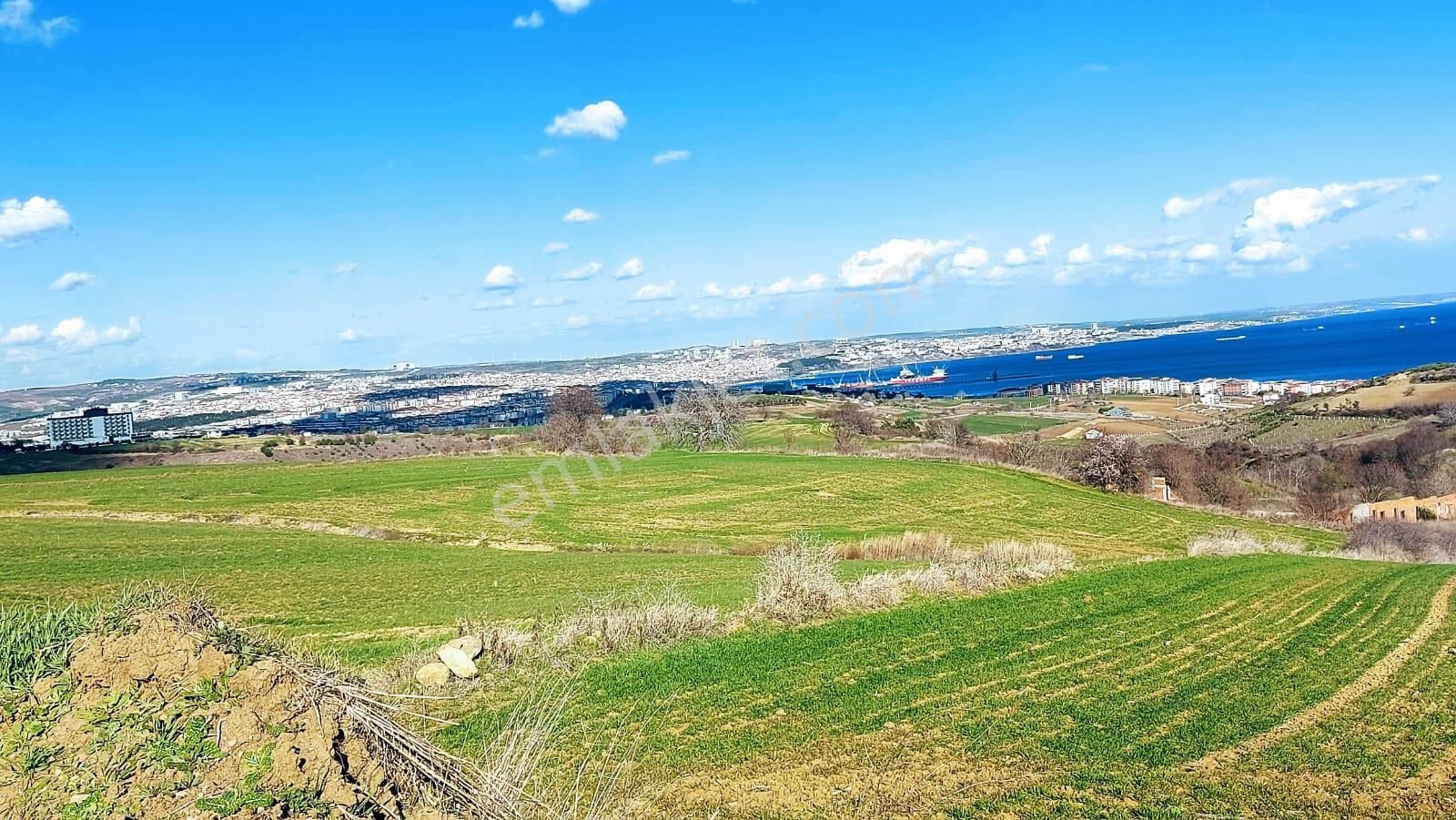Tekirdağ Barbarosta Full Deniz Doğa Ve Şehir Manzara 8 Adet Villa Projesine Uygun Fırsat Arazi - Görsel 8