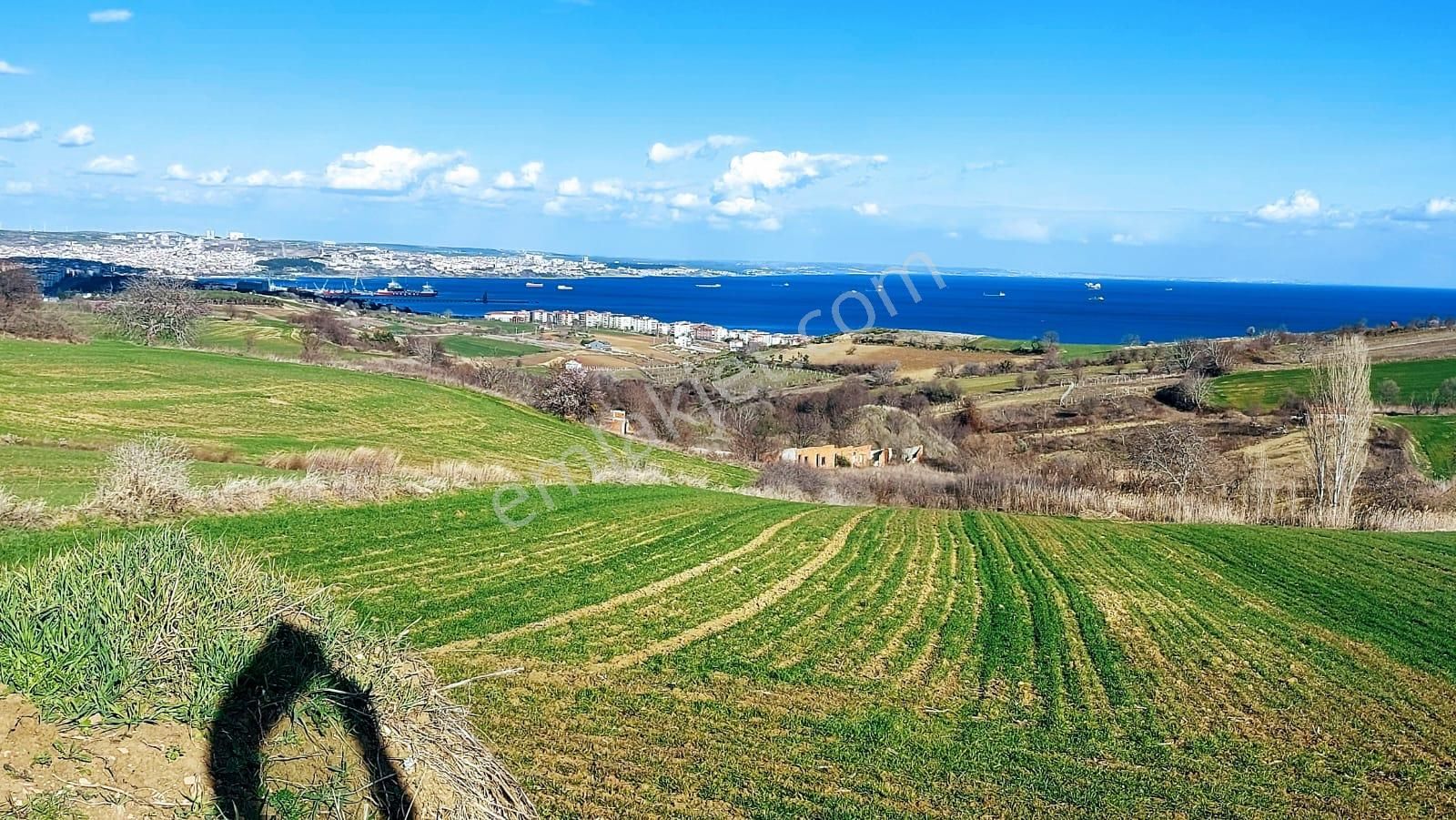 Tekirdağ Barbarosta Full Deniz Doğa Ve Şehir Manzara 8 Adet Villa Projesine Uygun Fırsat Arazi - Görsel 2