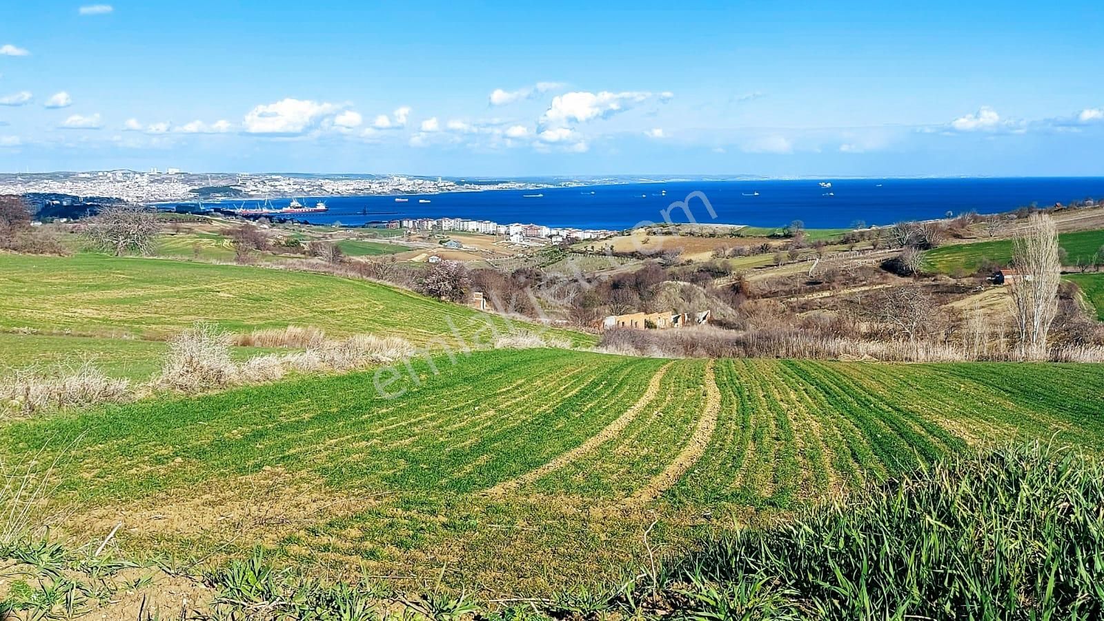 Tekirdağ Barbarosta Full Deniz Doğa Ve Şehir Manzara 8 Adet Villa Projesine Uygun Fırsat Arazi - Görsel 3