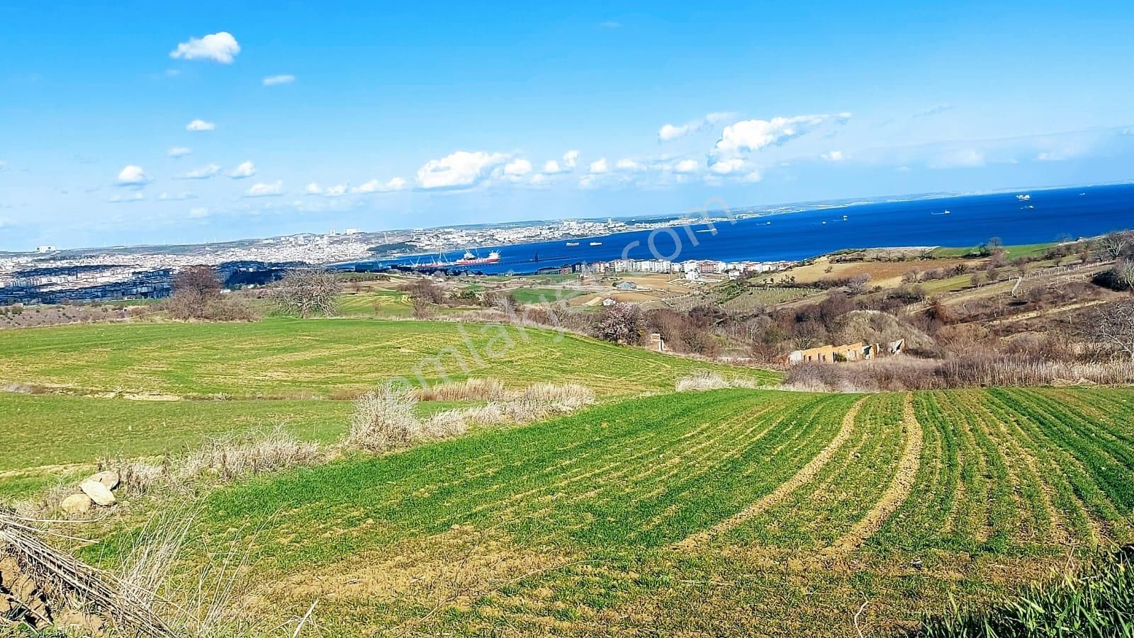 Tekirdağ Barbarosta Full Deniz Doğa Ve Şehir Manzara 8 Adet Villa Projesine Uygun Fırsat Arazi - Görsel 9