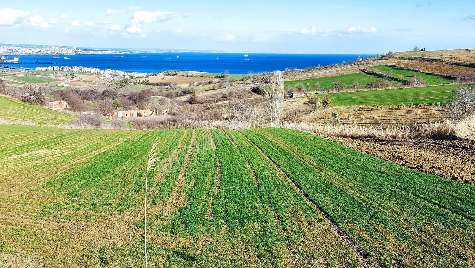 Tekirdağ Barbarosta Full Deniz Doğa Ve Şehir Manzara 8 Adet Villa Projesine Uygun Fırsat Arazi - Görsel 13