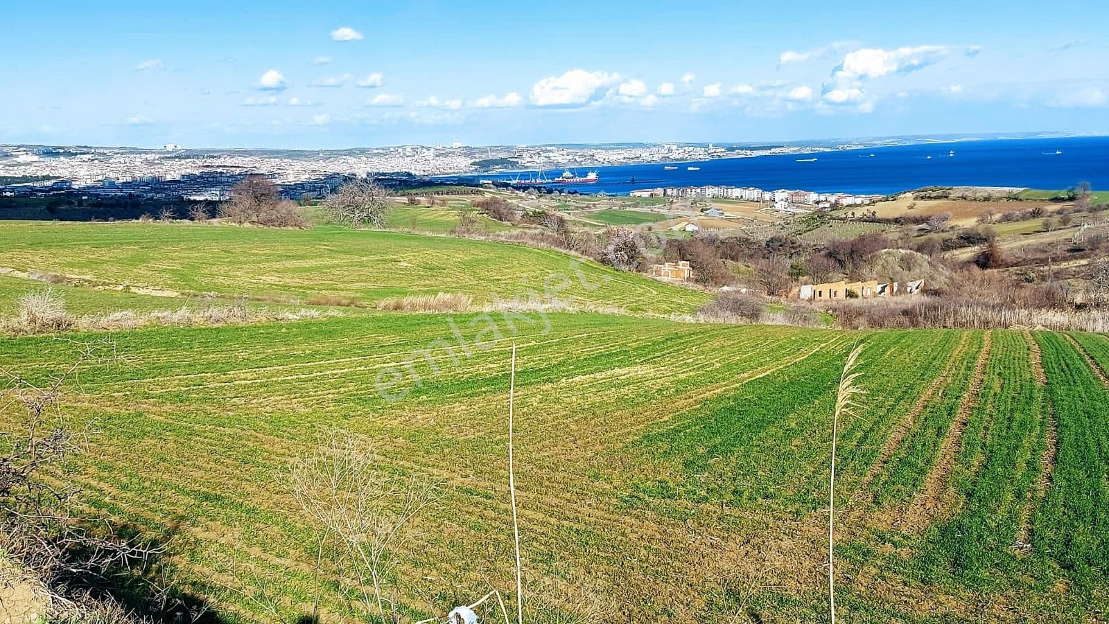 Tekirdağ Barbarosta Full Deniz Doğa Ve Şehir Manzara 8 Adet Villa Projesine Uygun Fırsat Arazi - Görsel 10