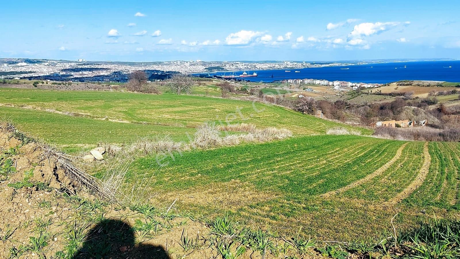 Tekirdağ Barbarosta Full Deniz Doğa Ve Şehir Manzara 8 Adet Villa Projesine Uygun Fırsat Arazi - Görsel 4