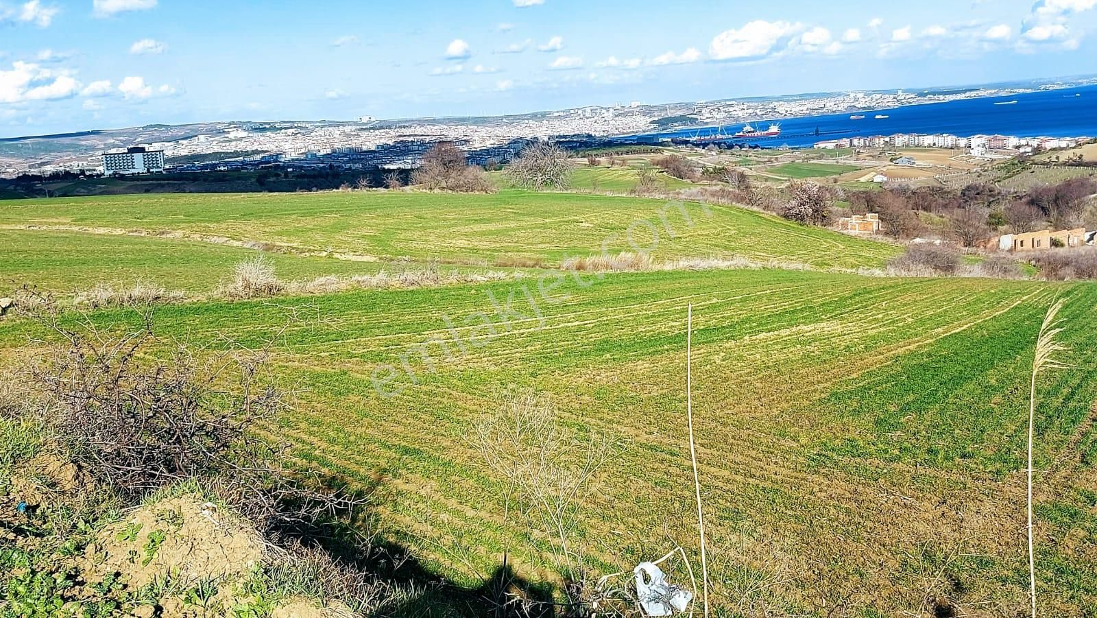 Tekirdağ Barbarosta Full Deniz Doğa Ve Şehir Manzara 8 Adet Villa Projesine Uygun Fırsat Arazi - Görsel 11