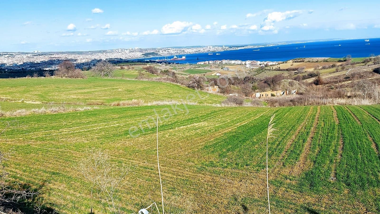 Tekirdağ Barbarosta Full Deniz Doğa Ve Şehir Manzara 8 Adet Villa Projesine Uygun Fırsat Arazi - Görsel 12