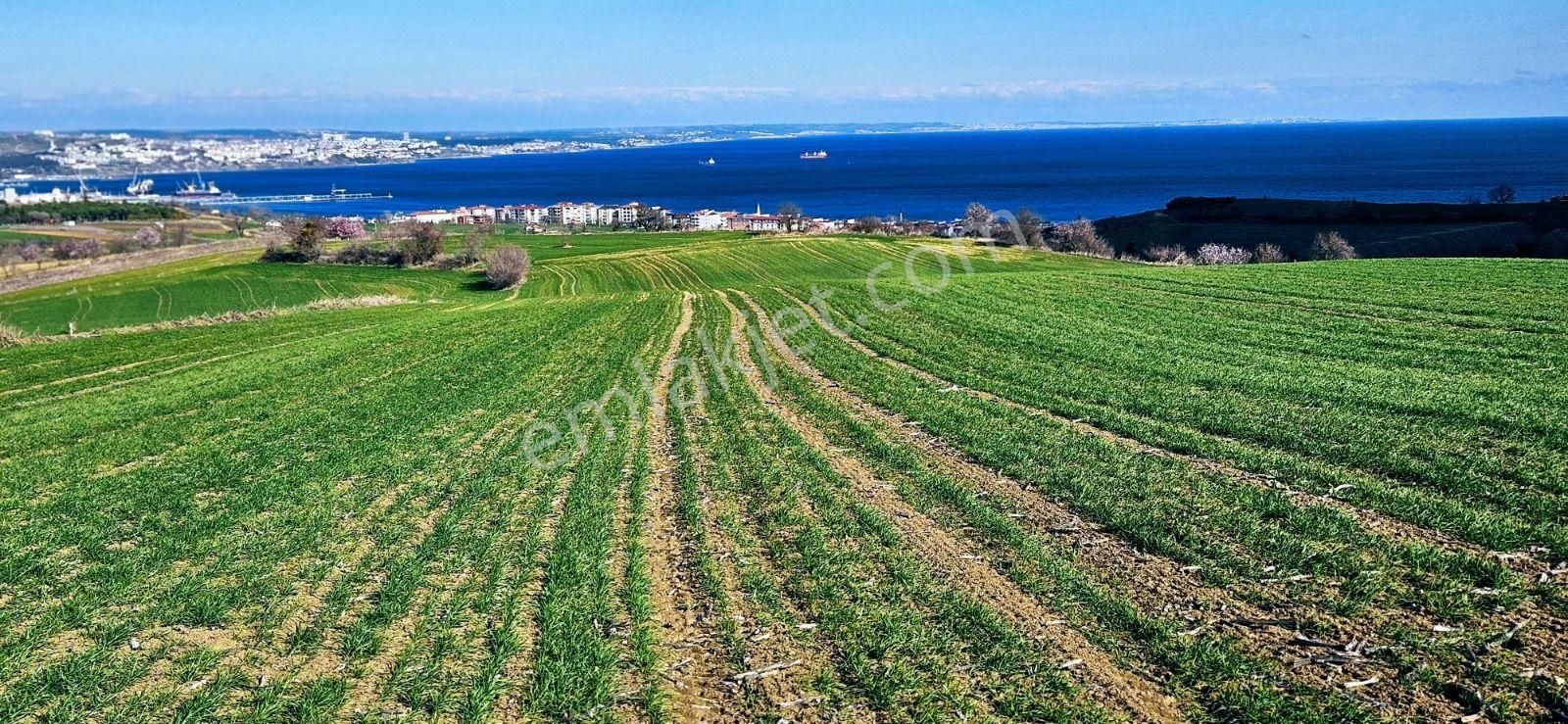 Tekirdağ Barbarosta Full Deniz Manzaralı 75 Adet Villa Projesine Uygun Fırsat Arazi - Görsel 24