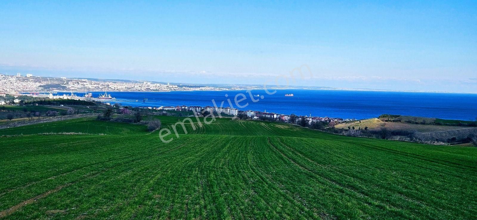 Tekirdağ Barbarosta Full Deniz Manzaralı 75 Adet Villa Projesine Uygun Fırsat Arazi - Görsel 7