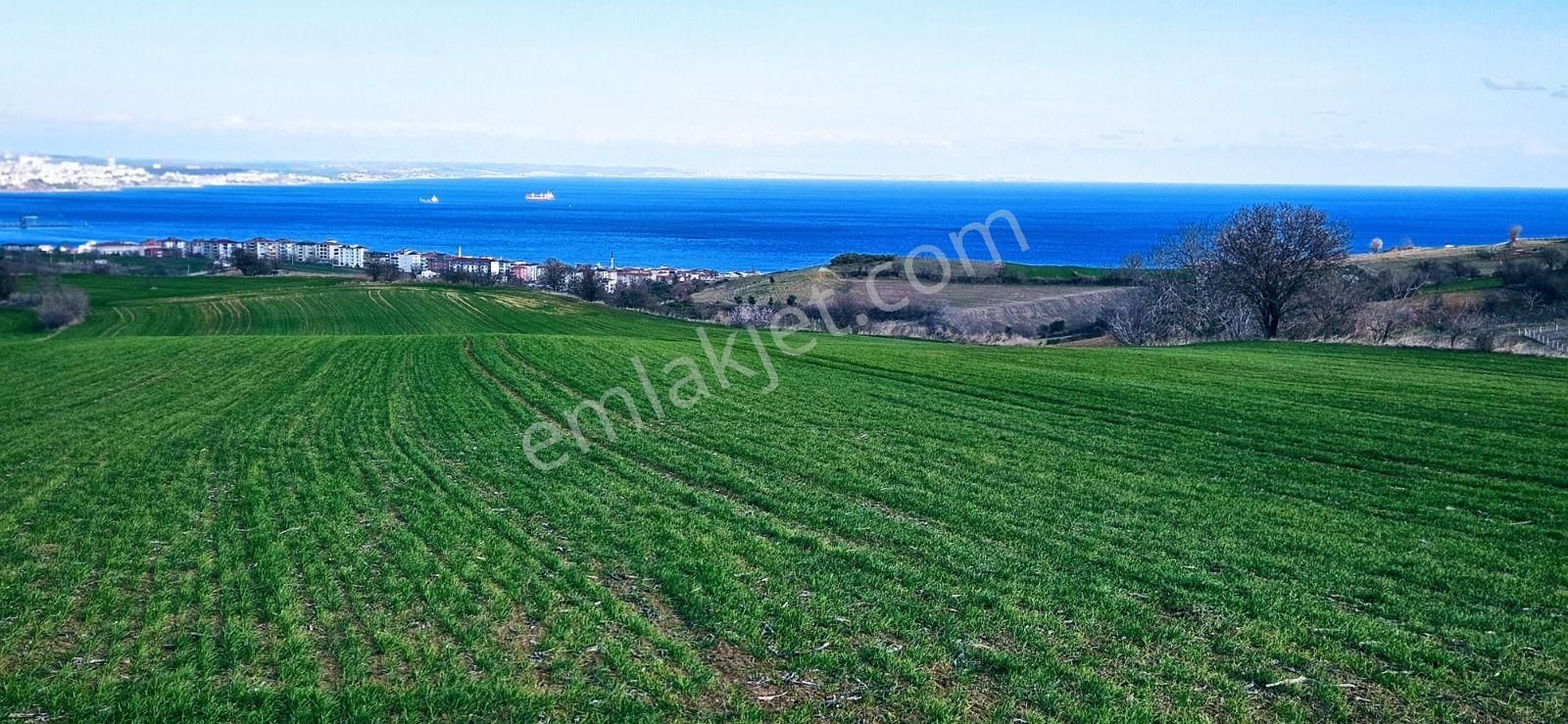 Tekirdağ Barbarosta Full Deniz Manzaralı 75 Adet Villa Projesine Uygun Fırsat Arazi - Görsel 22