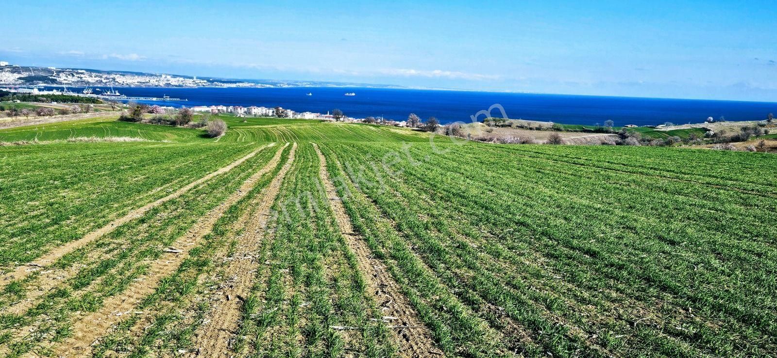 Tekirdağ Barbarosta Full Deniz Manzaralı 75 Adet Villa Projesine Uygun Fırsat Arazi - Görsel 15