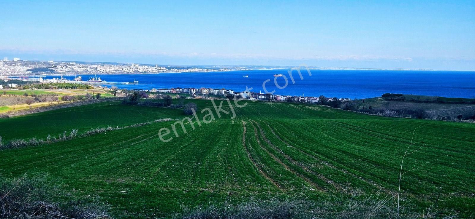 Tekirdağ Barbarosta Full Deniz Manzaralı 75 Adet Villa Projesine Uygun Fırsat Arazi - Görsel 23